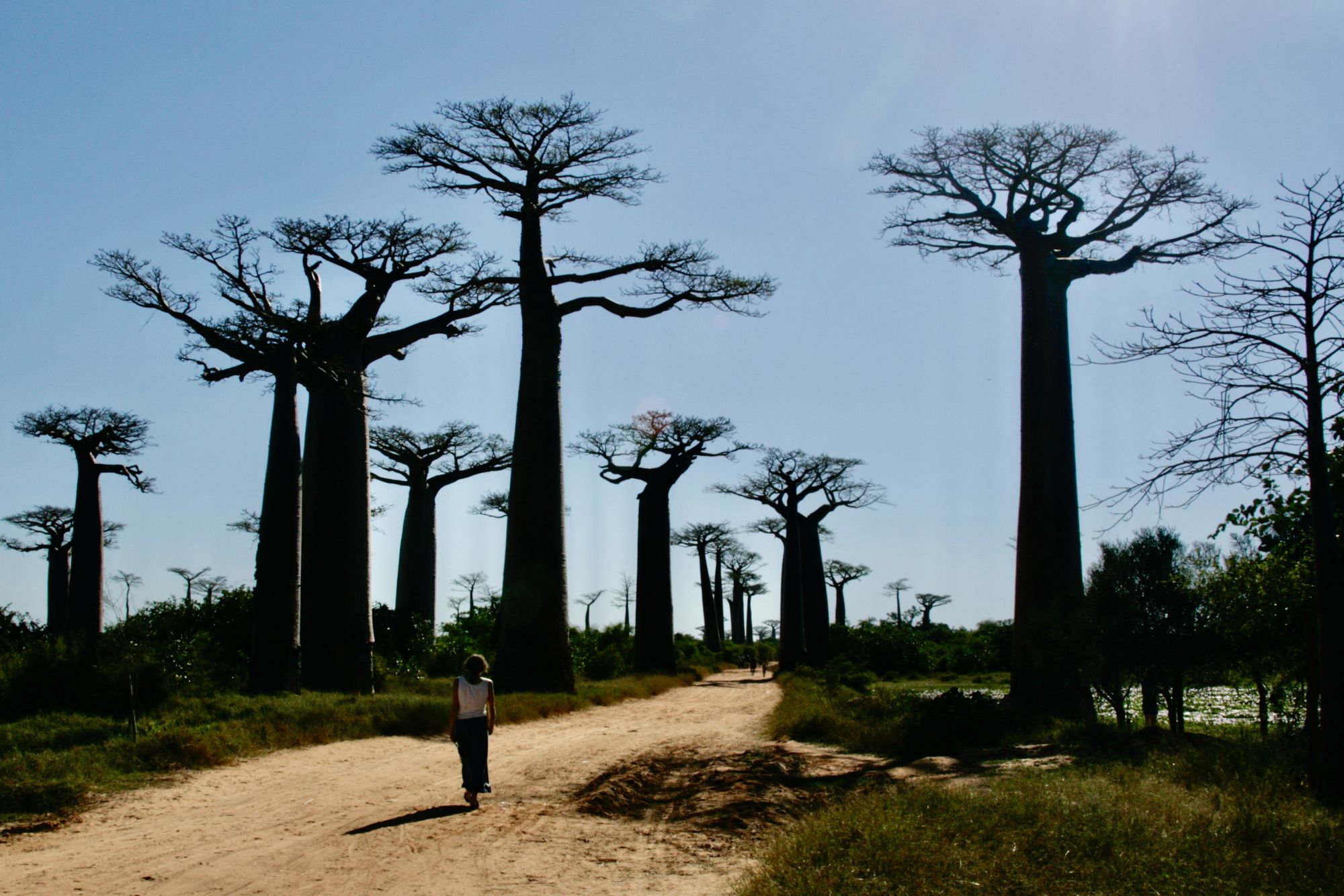 Allée des Baobabs