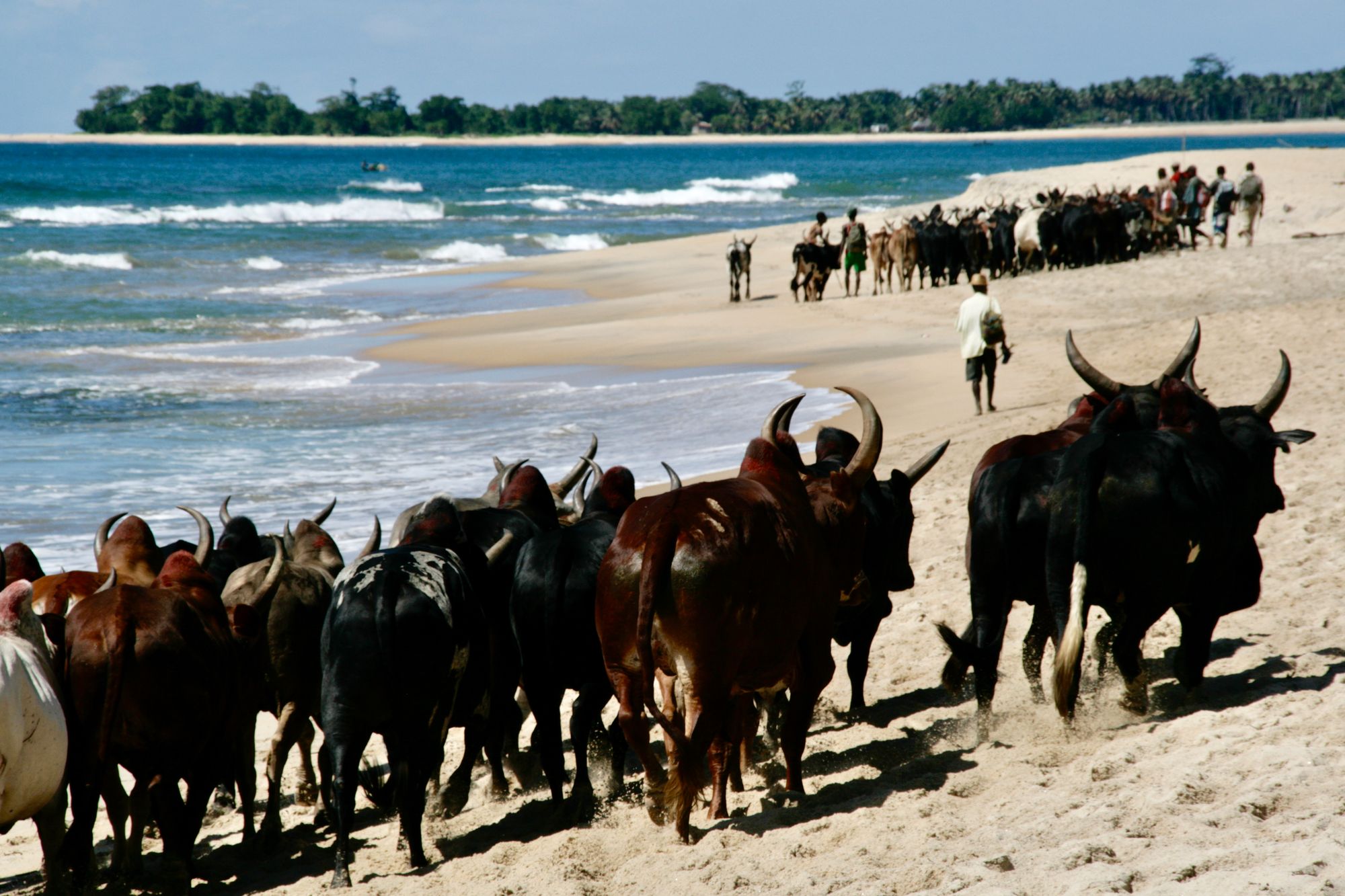 Des zébus sur la plage