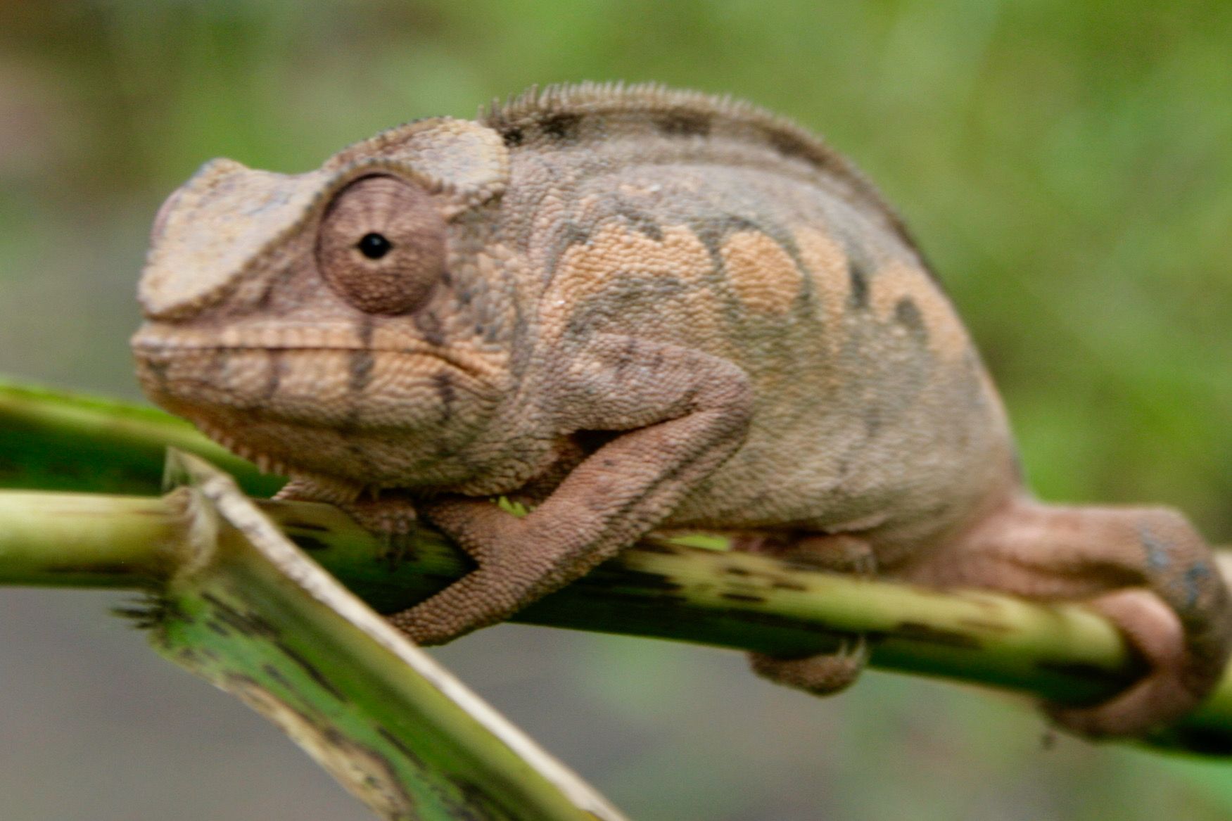 Rencontre avec un Caméléon