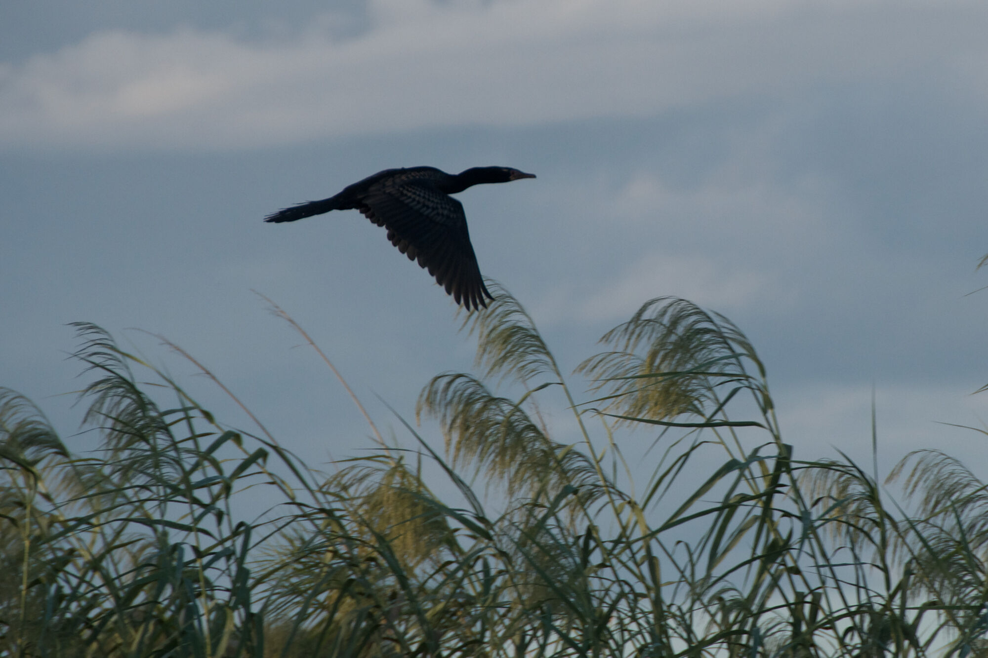Les oiseaux du Zambèze