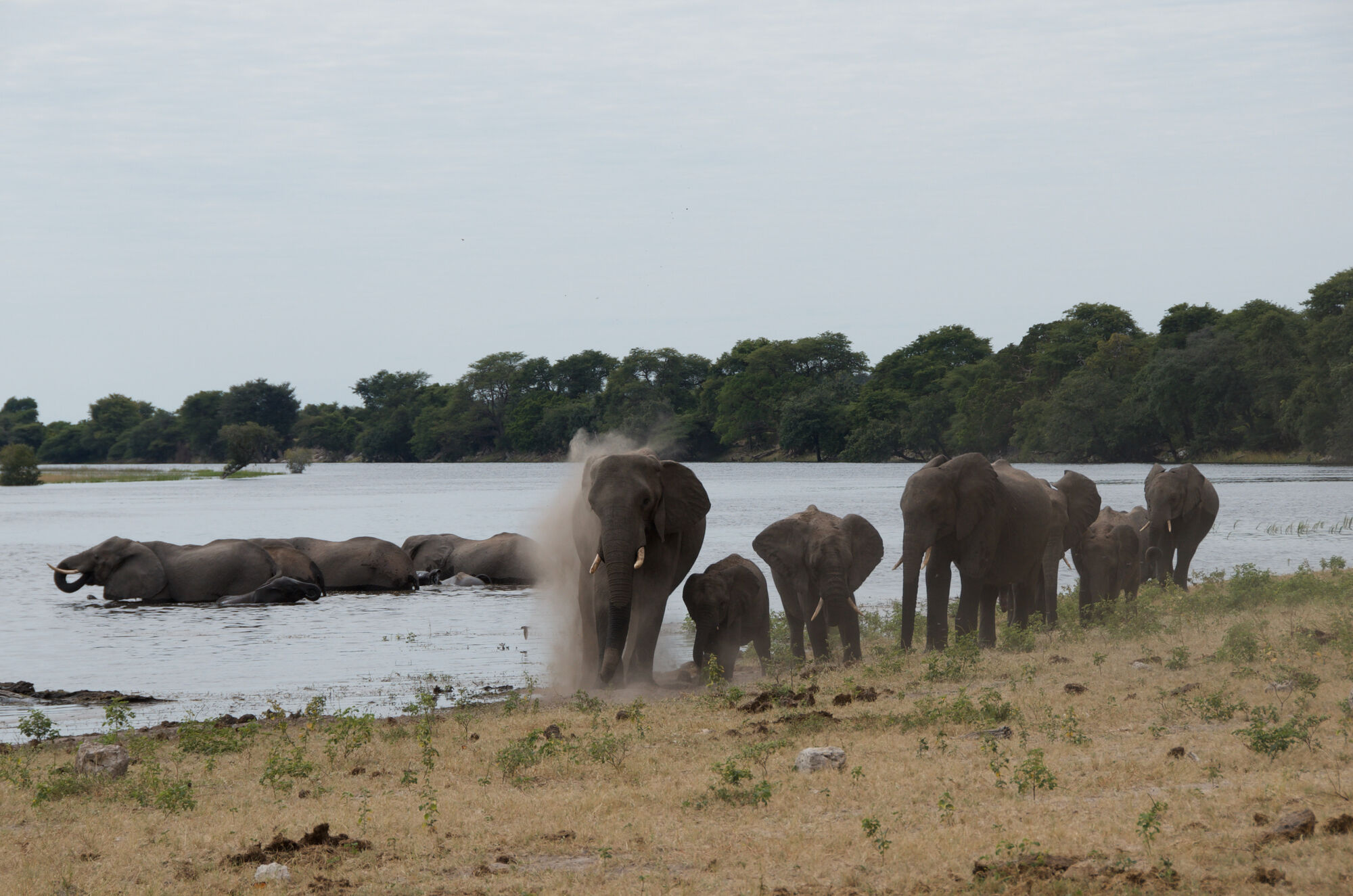 Groupes Chobe