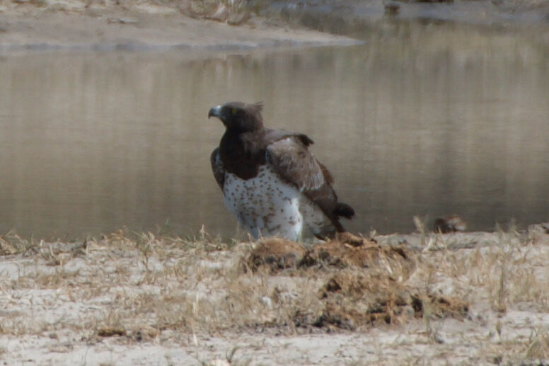 Les oiseaux de Savute