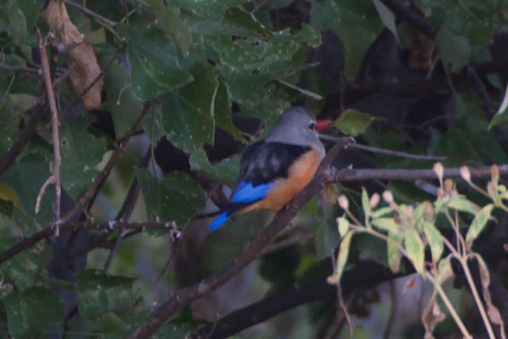 Les oiseaux de Khwai (bis)