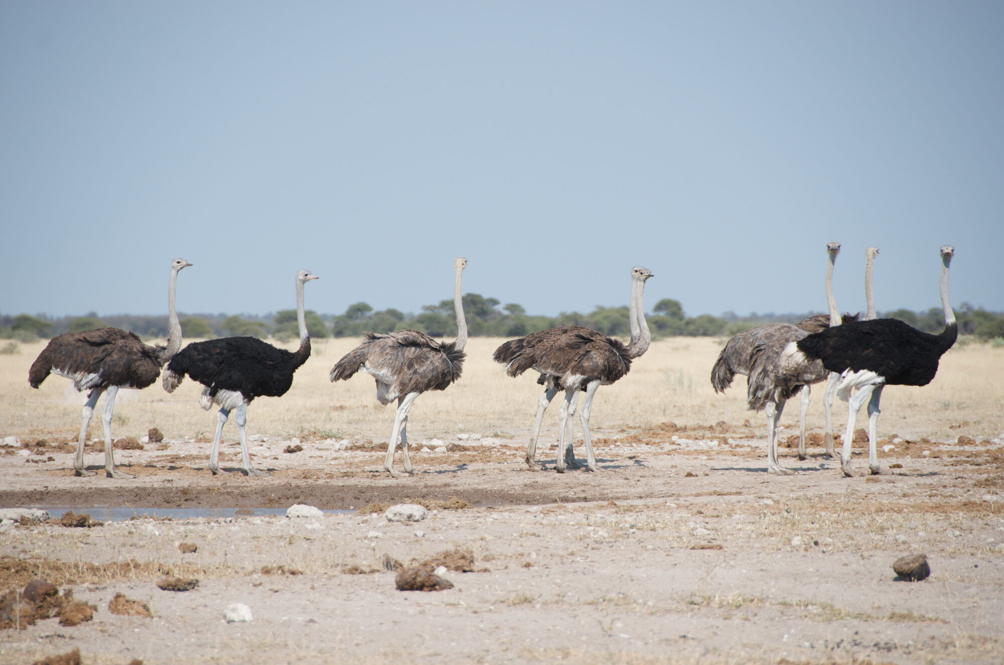 Les oiseaux de Nxai