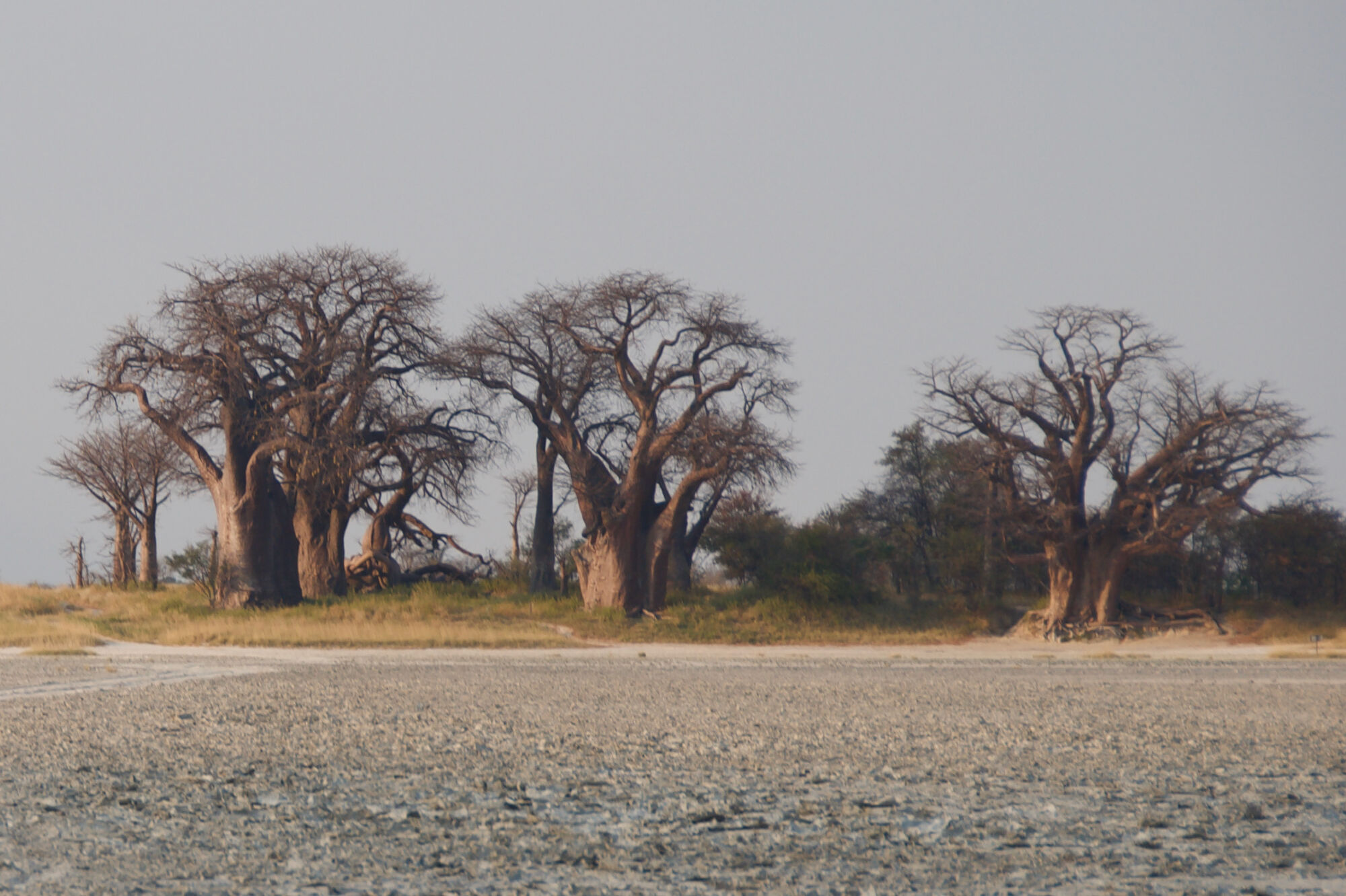 Baines baobabs