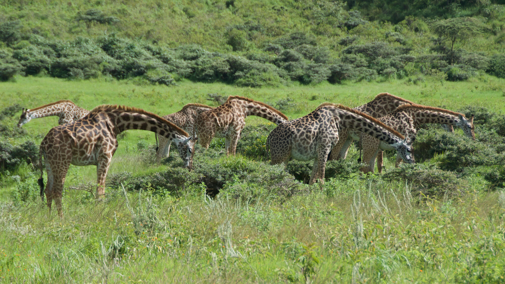 Arusha