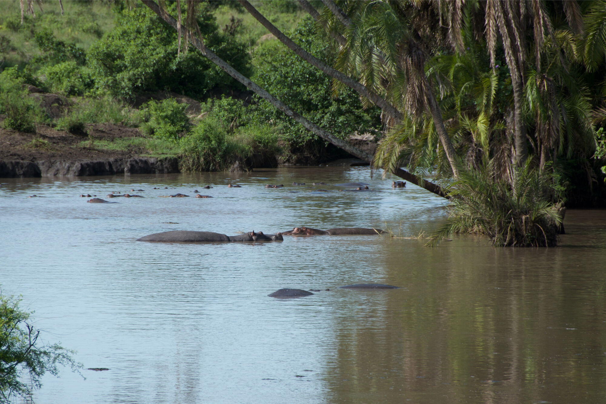 Hippos