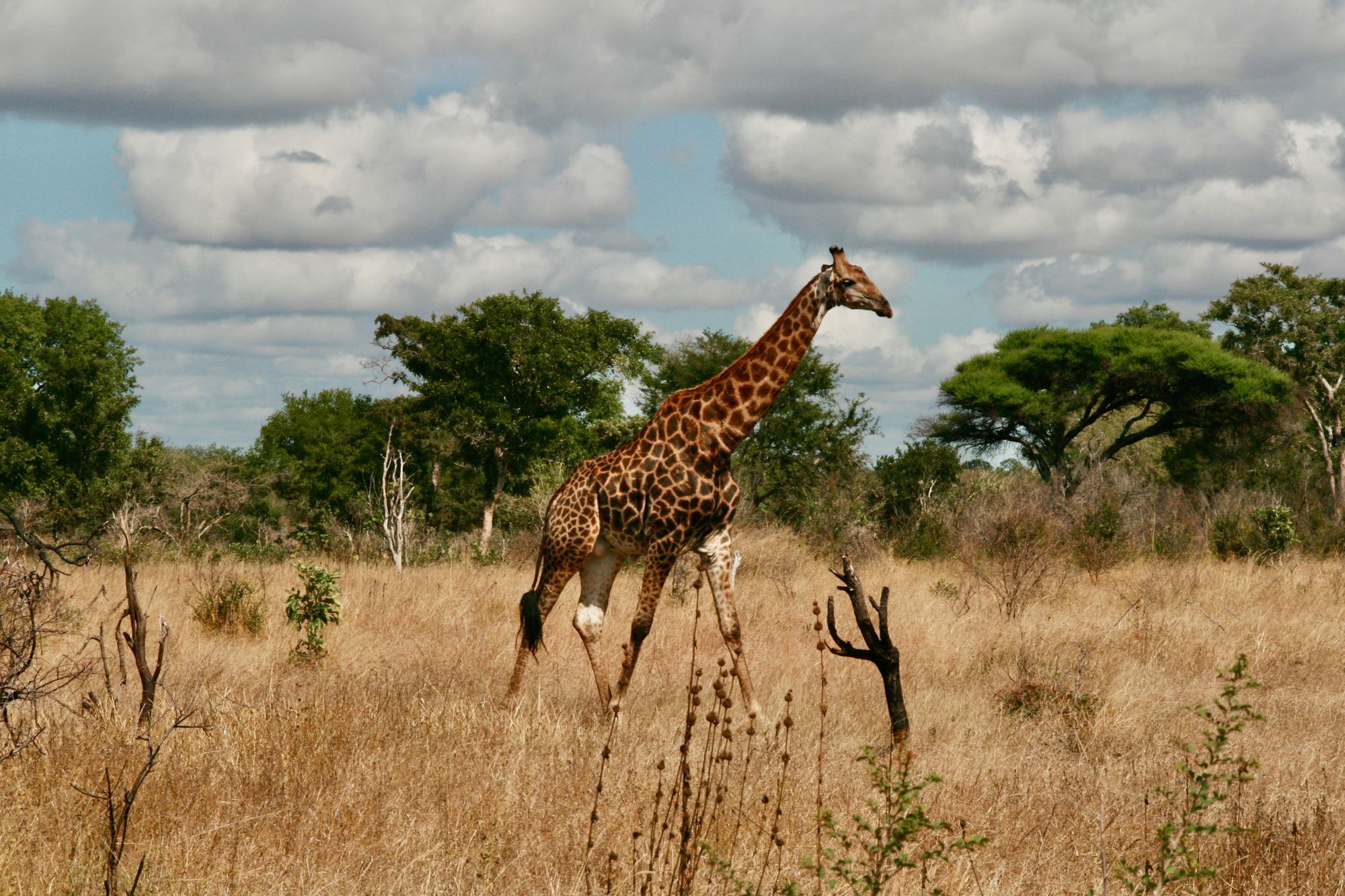 Vers Lower Sabie, Kruger Park – 490km