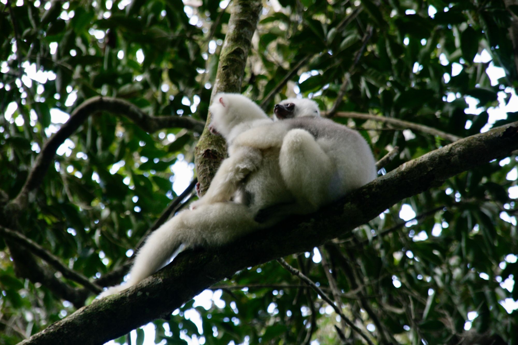 Les Sifakas Soyeux