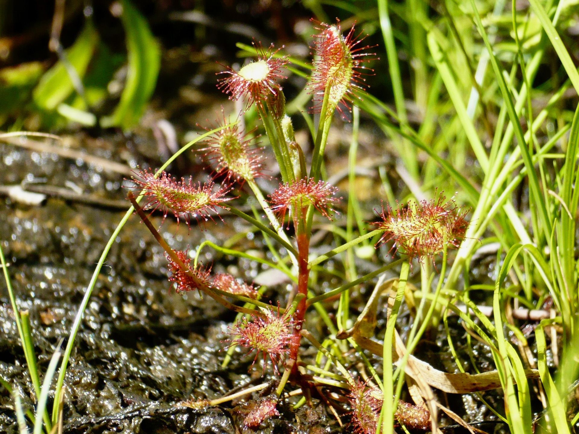 Droseras et propithèques soyeux