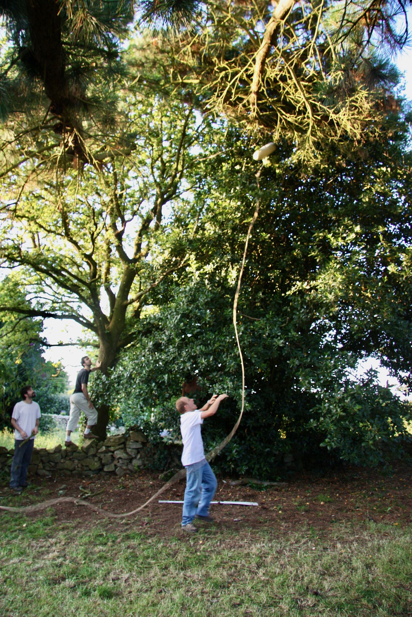 Un ballon coincé dans un arbre