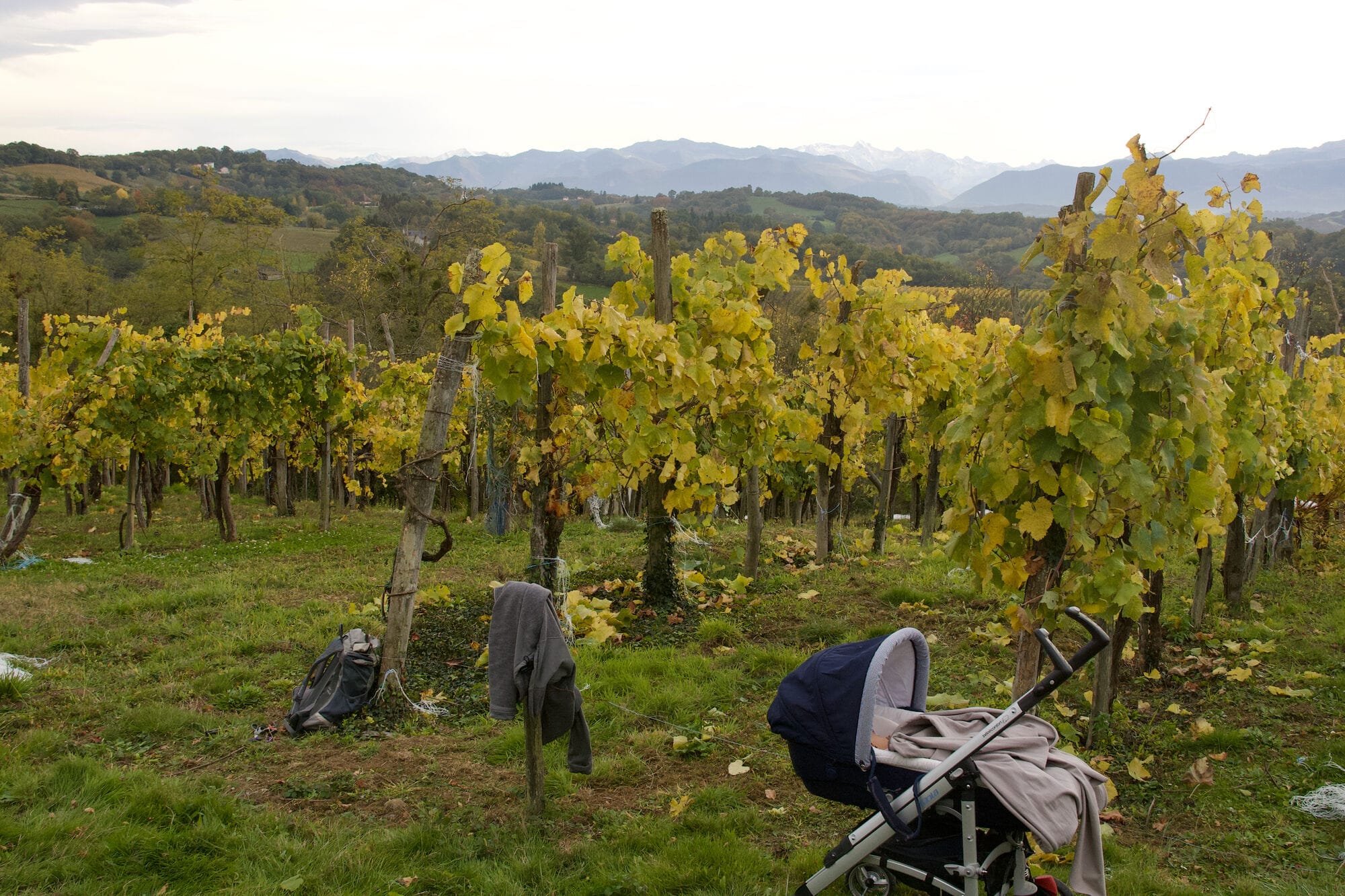 Vendanges de petit manseng