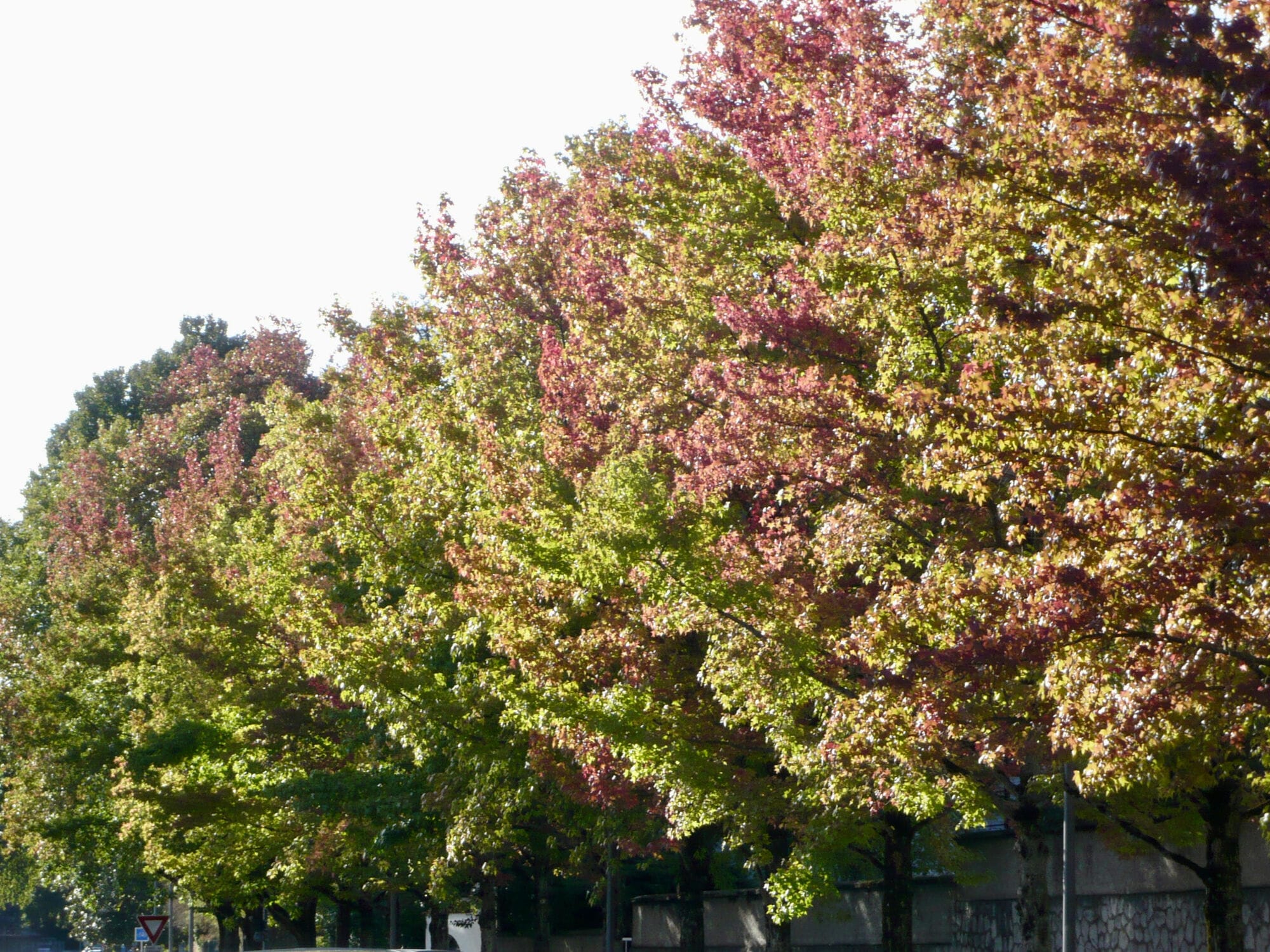C'est l'automne