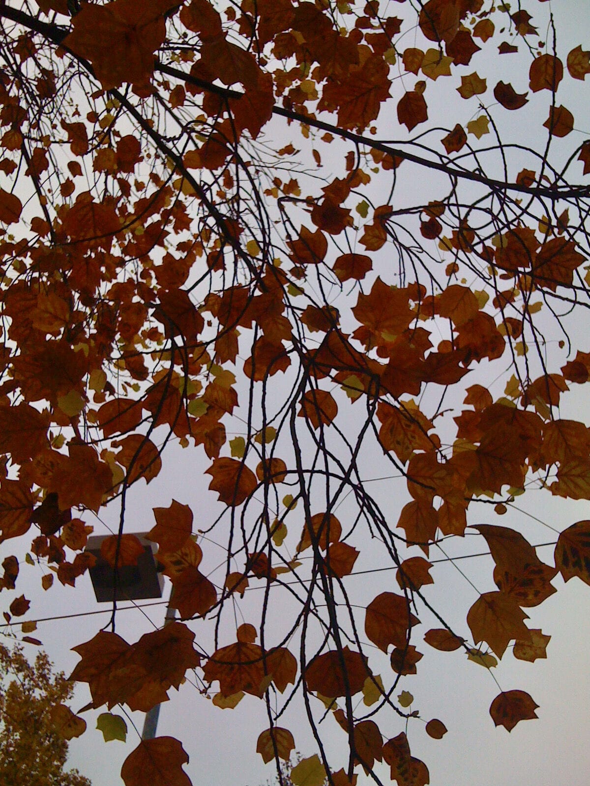 Mobile naturel