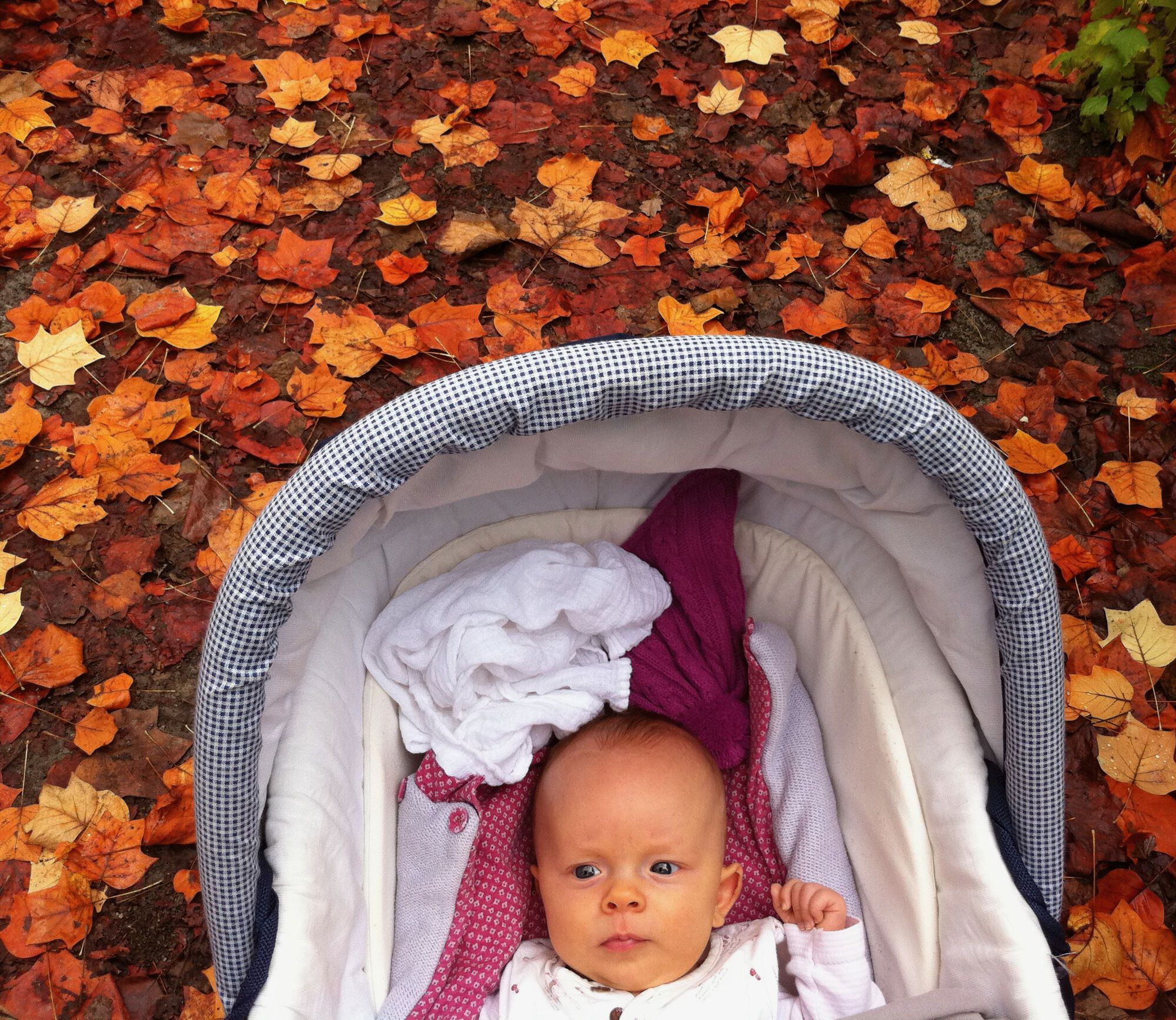 Tapis de feuilles