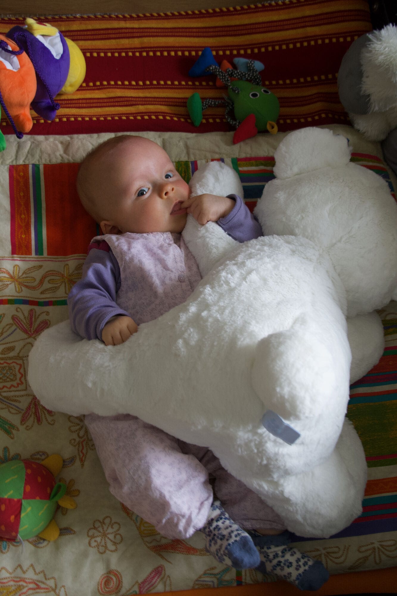 Calin polaire