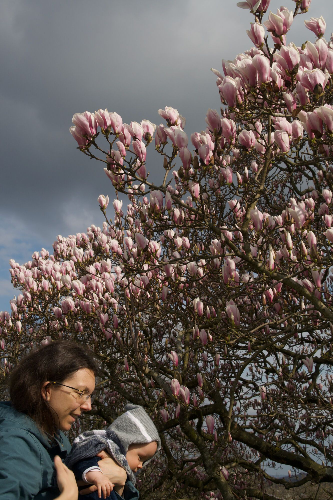 Les magnolias