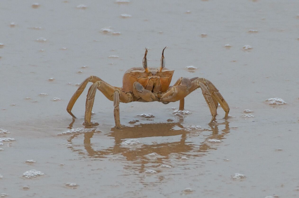 Crabes fantômes