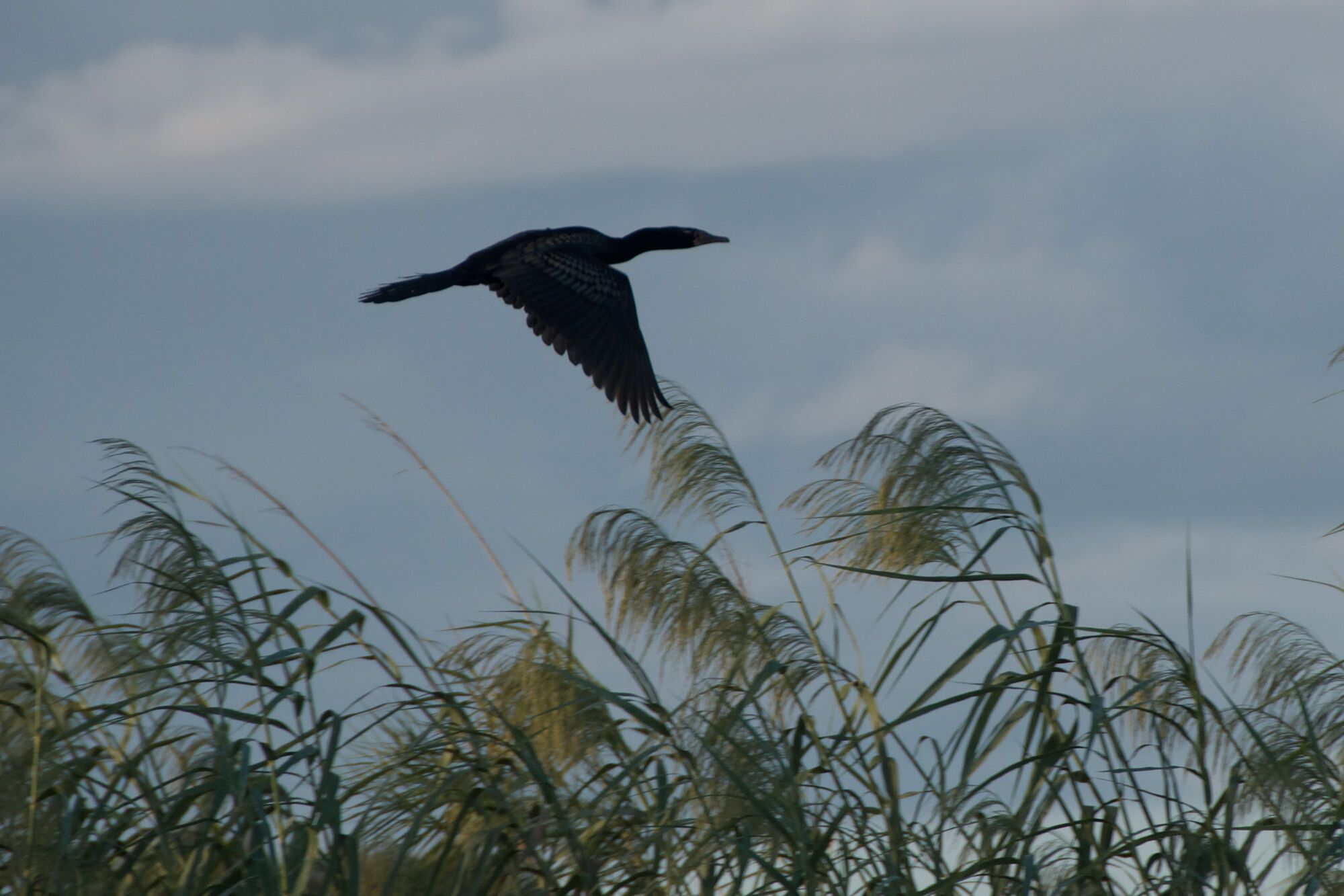 Les oiseaux du Zambèze