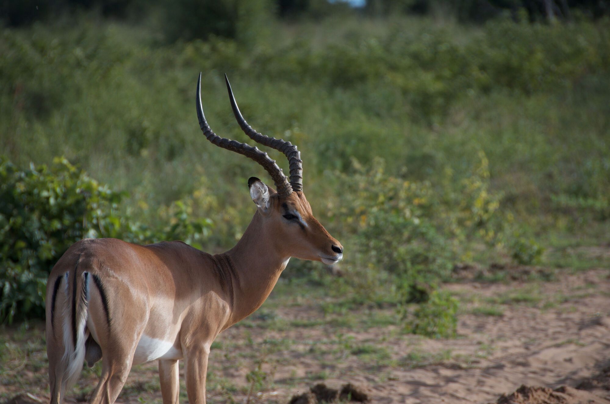 Portraits de Chobe