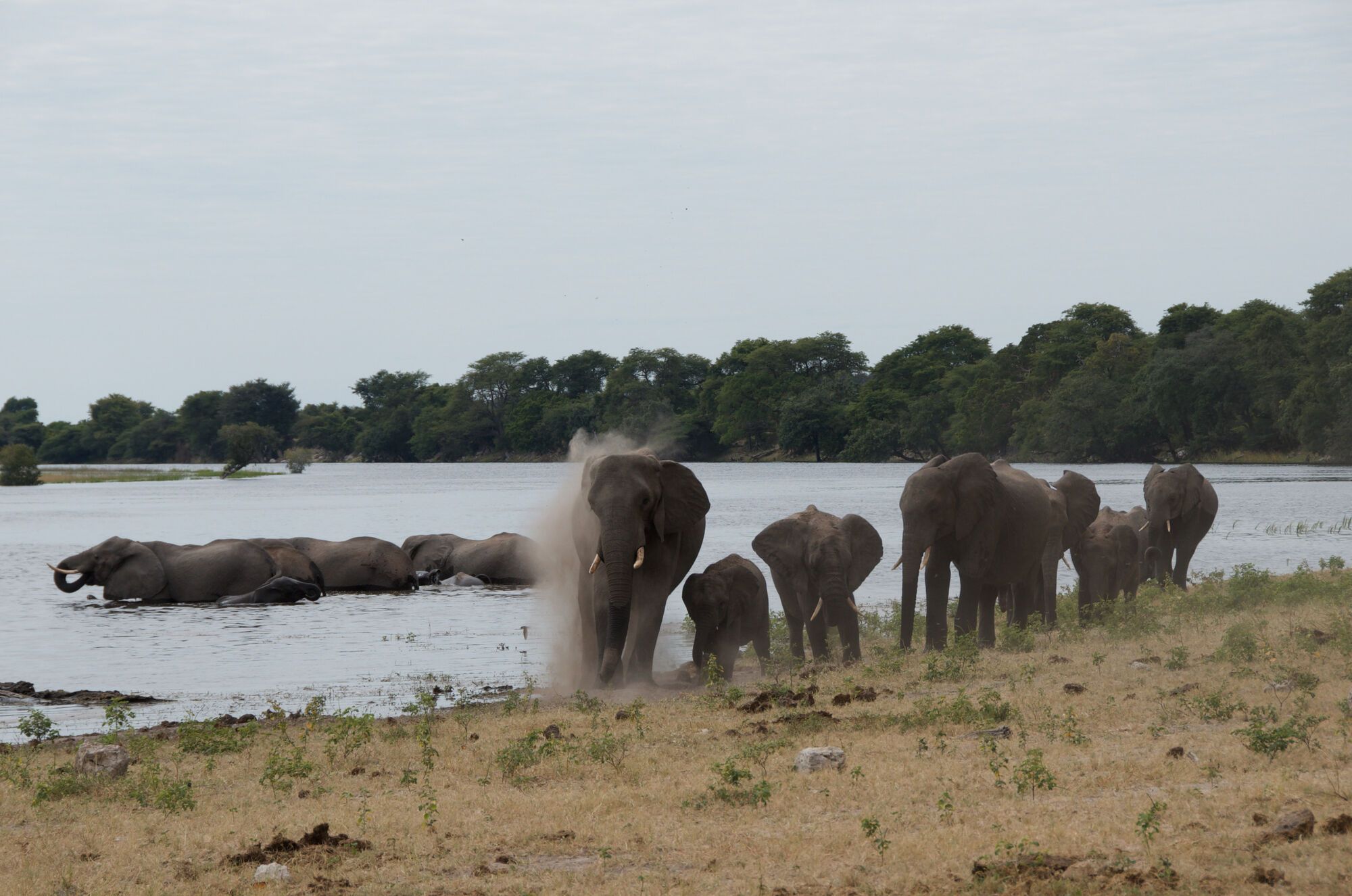Groupes Chobe