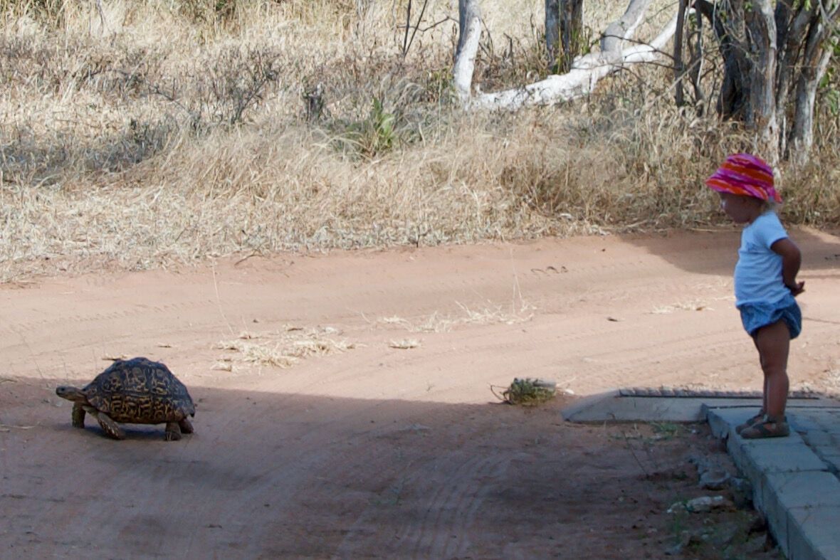Tortue rattrapée
