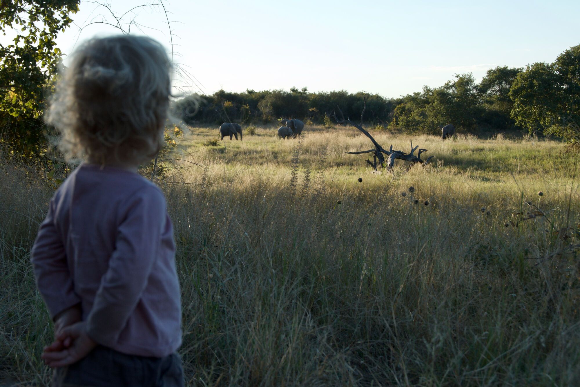 A coté des éléphants