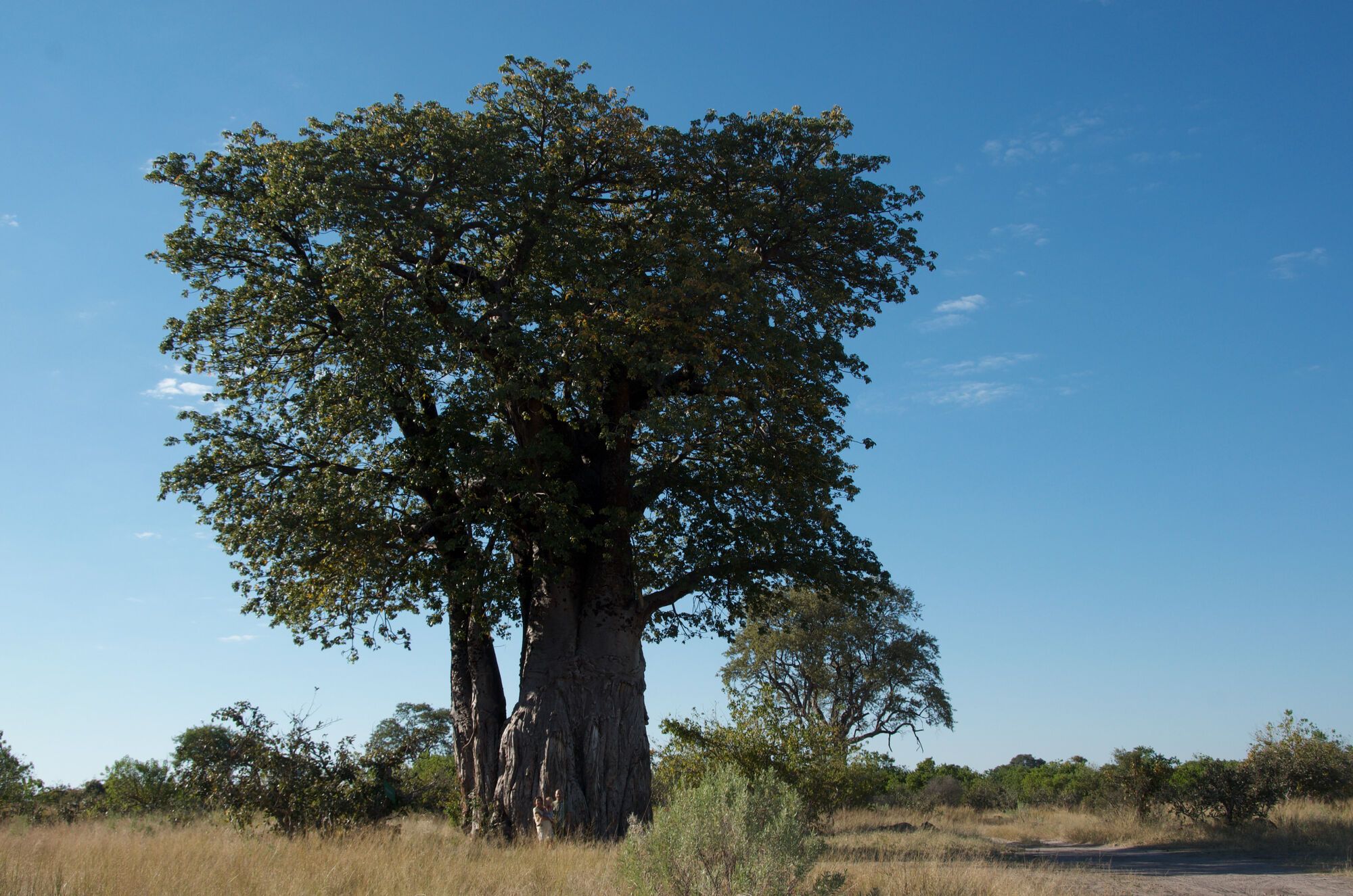 Baobab, tout le monde descend