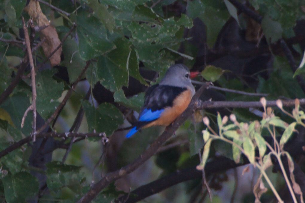 Les oiseaux de Khwai (bis)