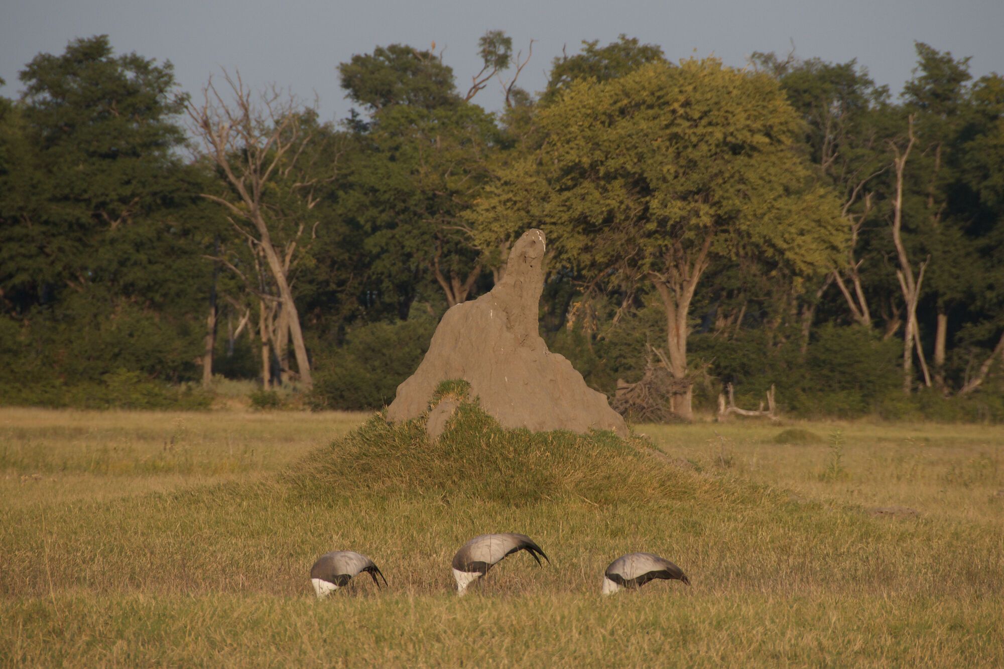 Les oiseaux de Khwai