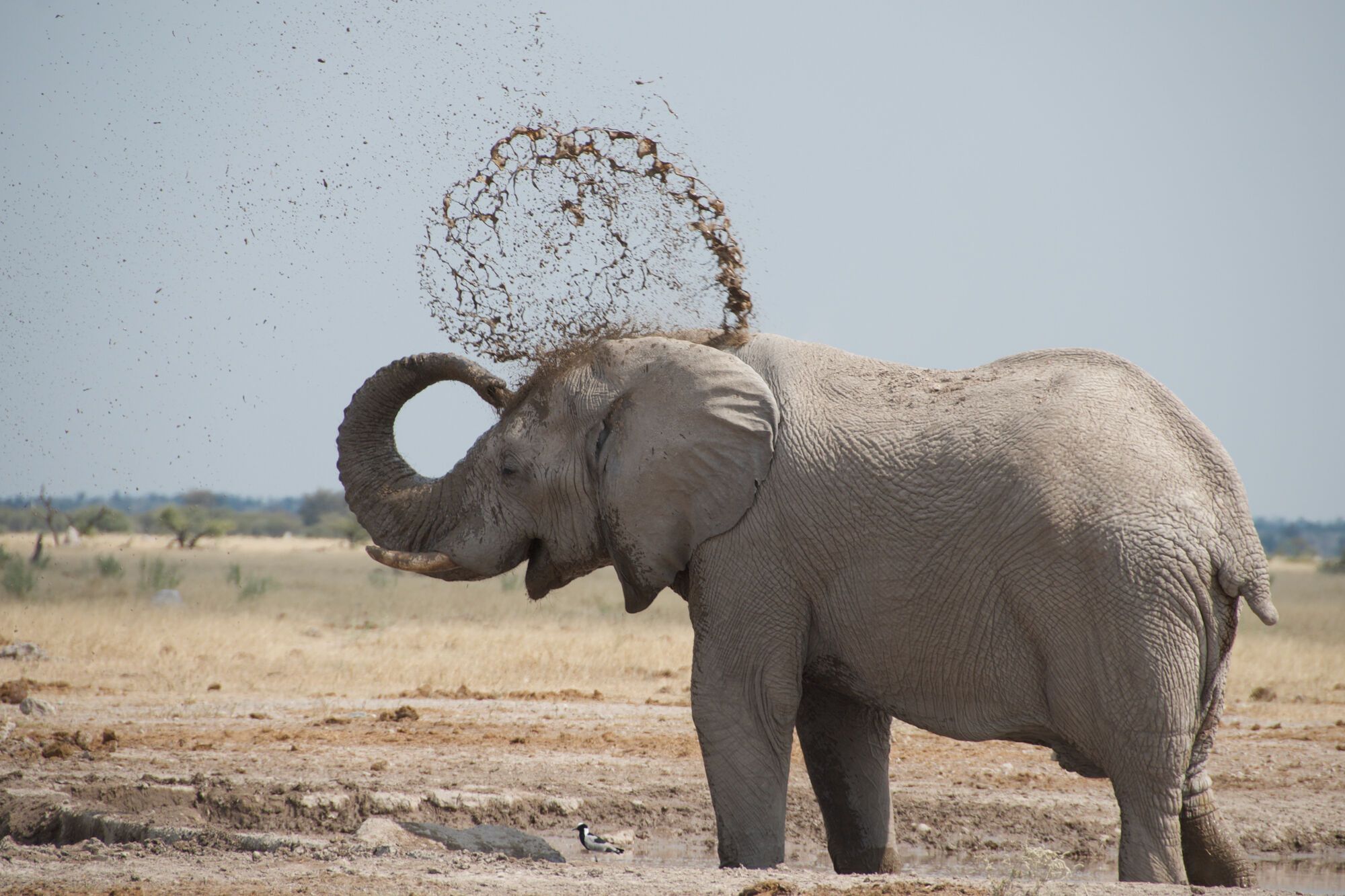 Douche d Elephant