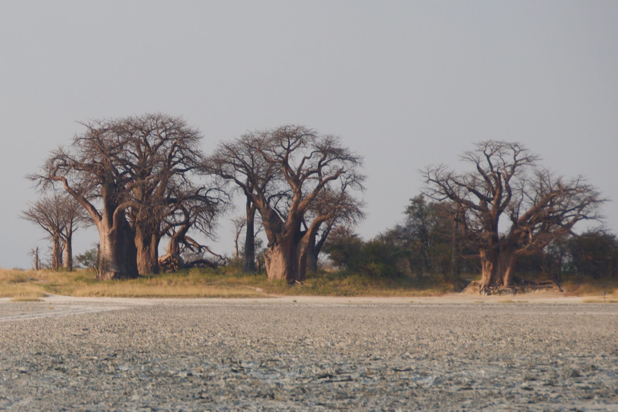 Baines baobabs