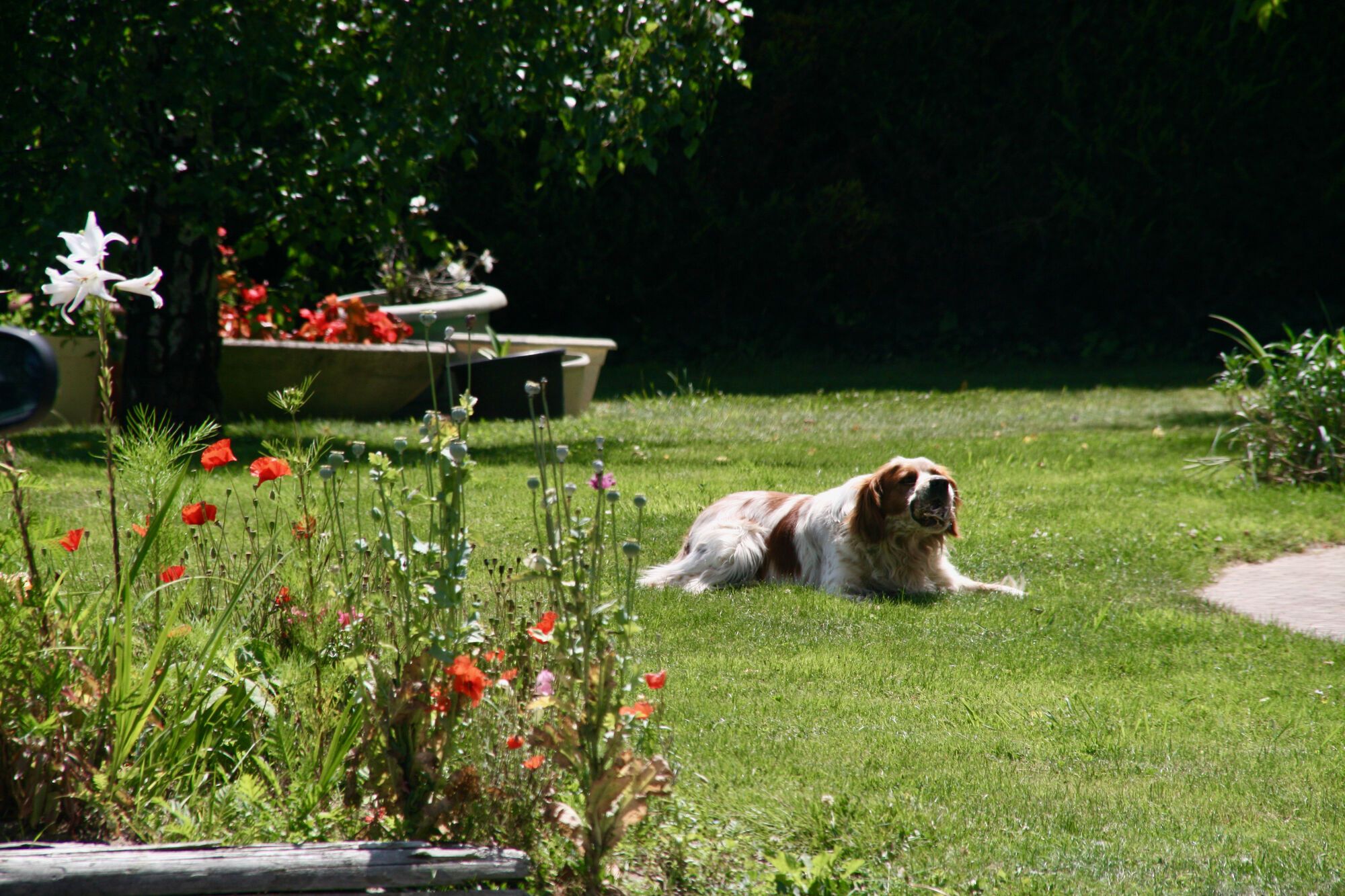 Apprivoiser le gros chien