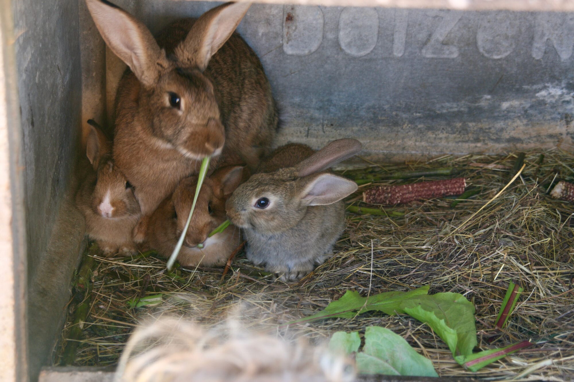 Les lapins de papy