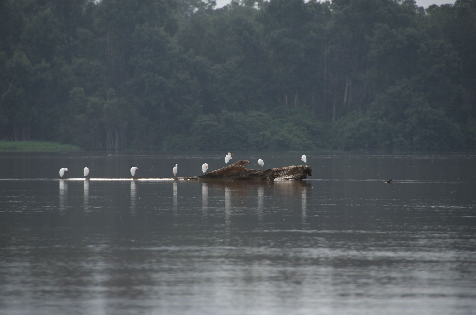 Oiseaux du Kouilou