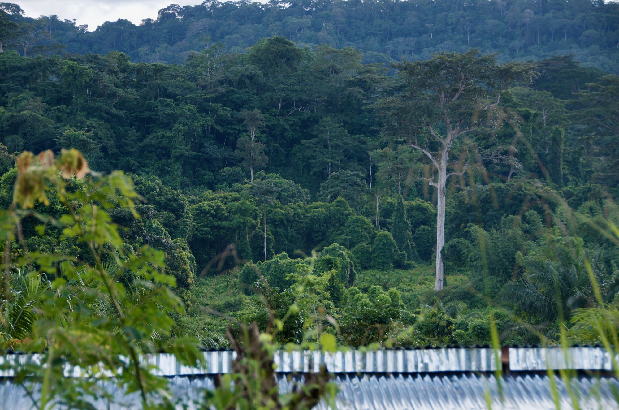 Flores et ailes du Mayombe