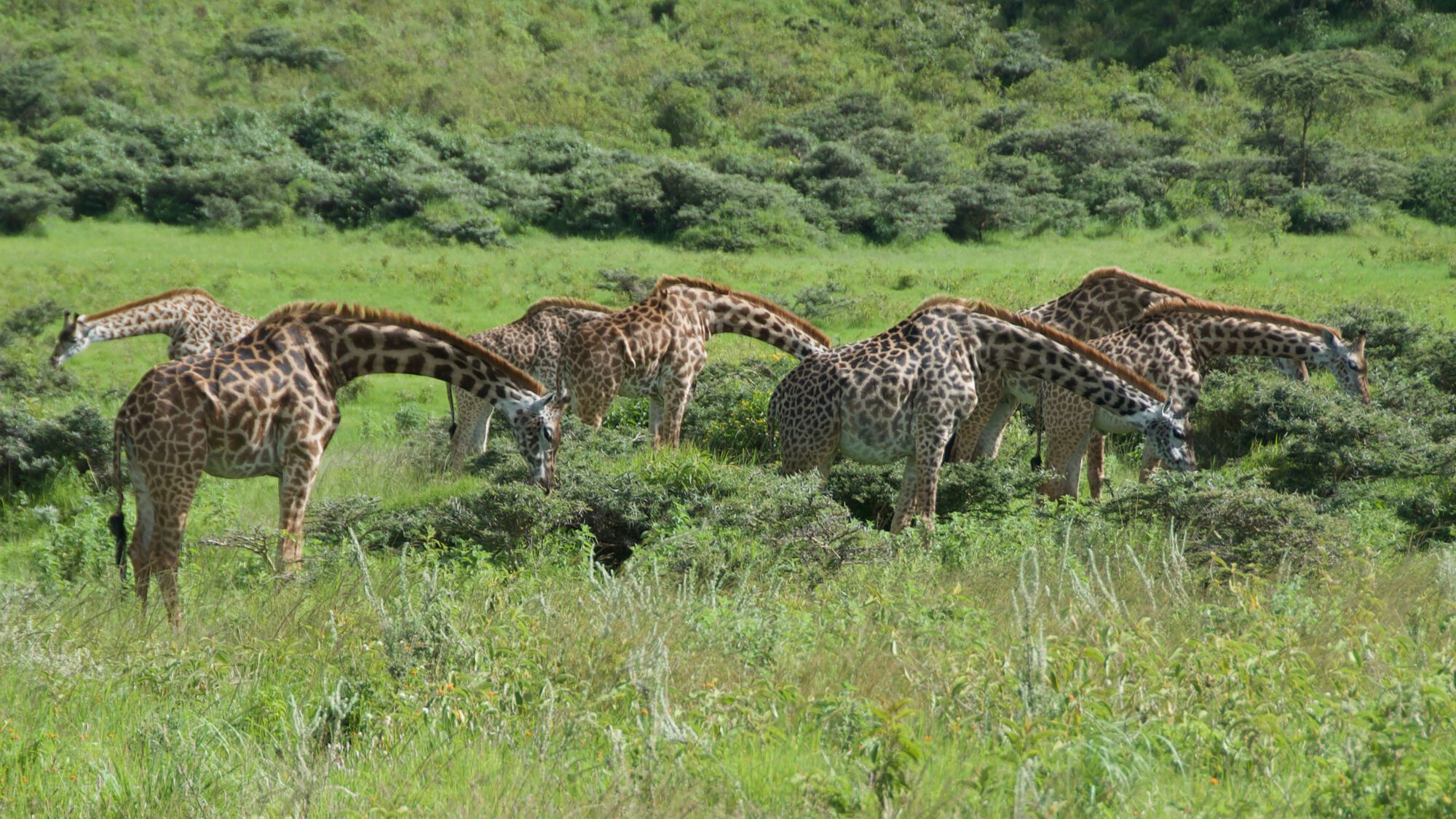 Arusha