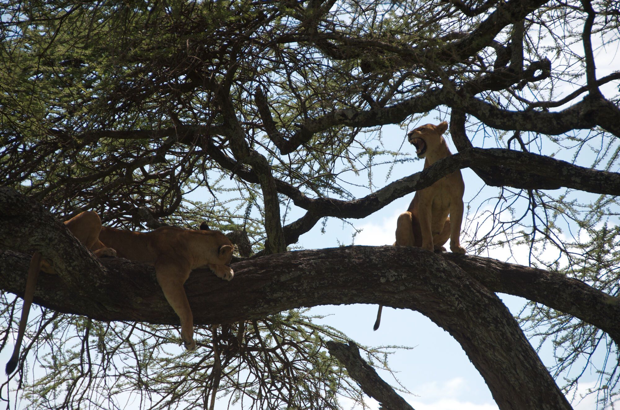 Les lions qui ont beaucoup joué