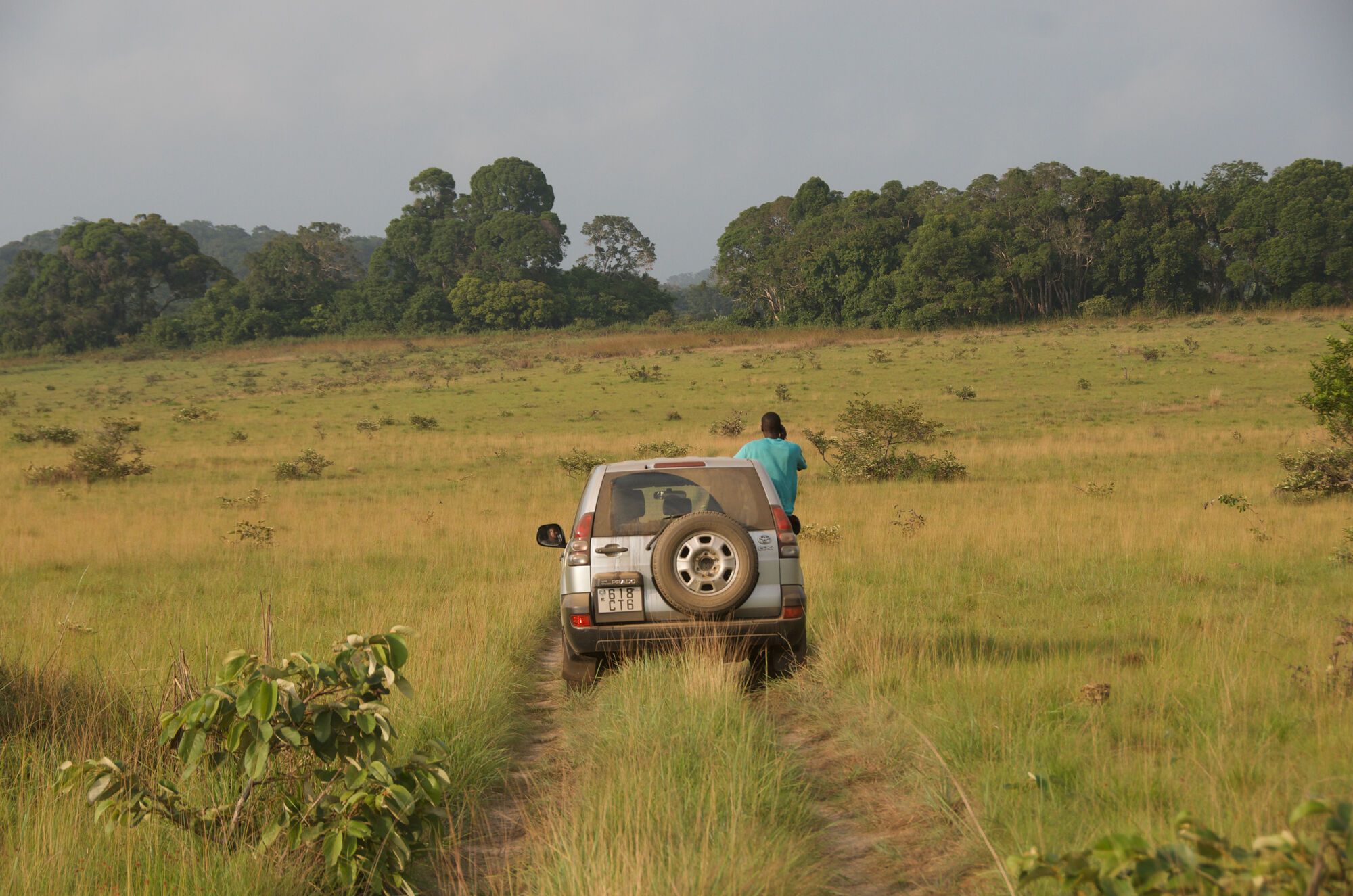 Sur la piste des éléphants