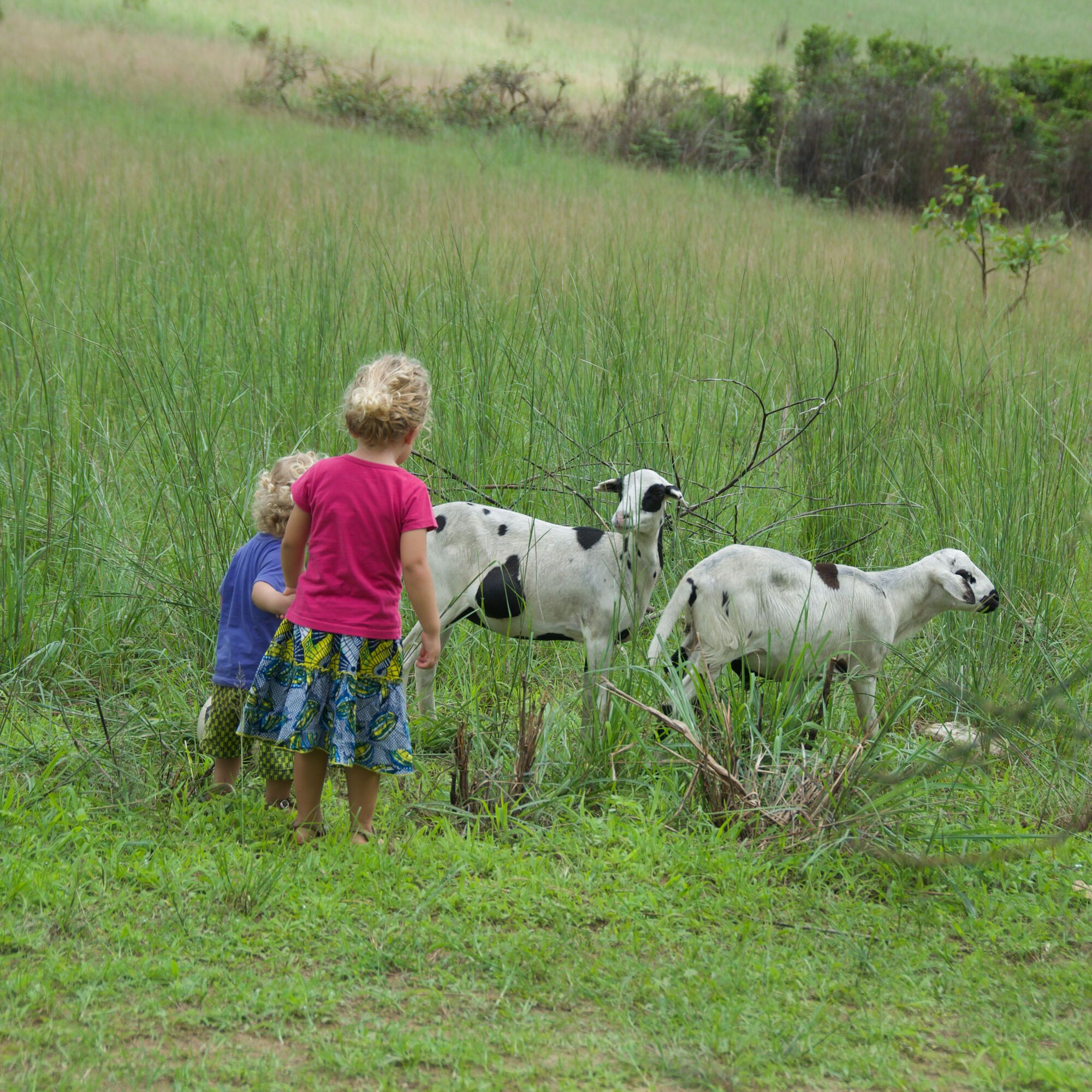 Petits bergers