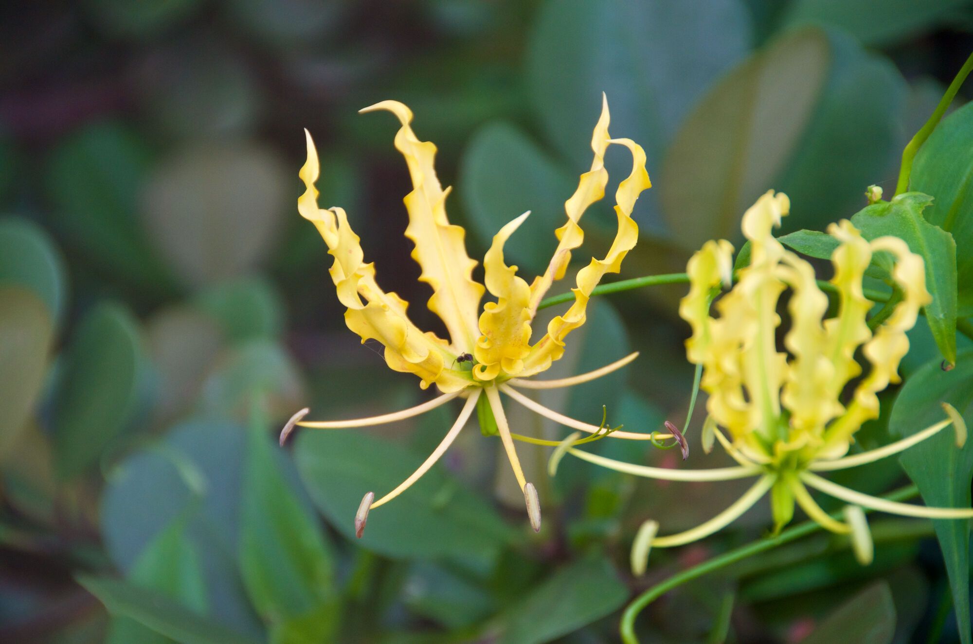 Gloriosa