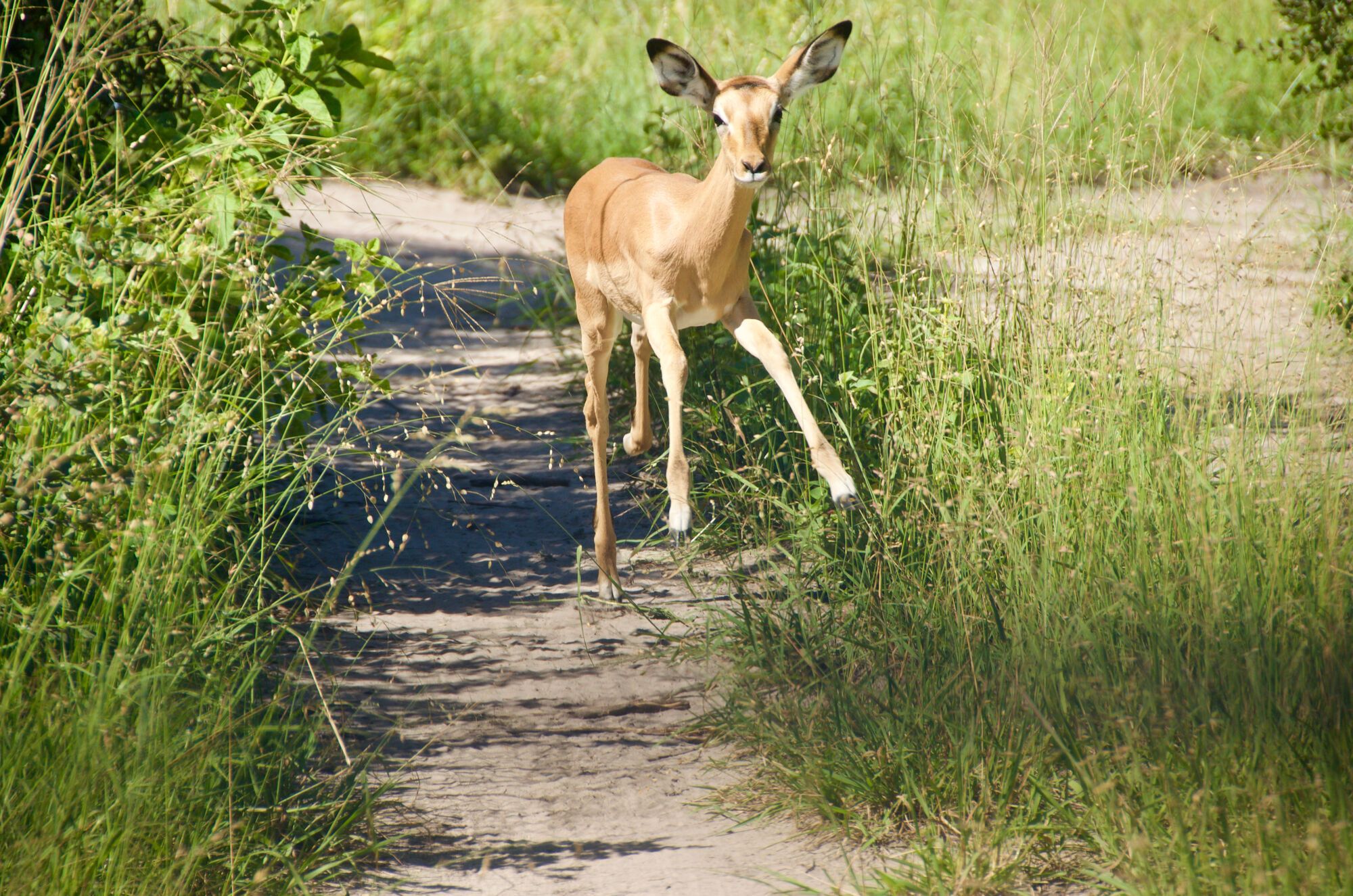 Bwabwata national parc