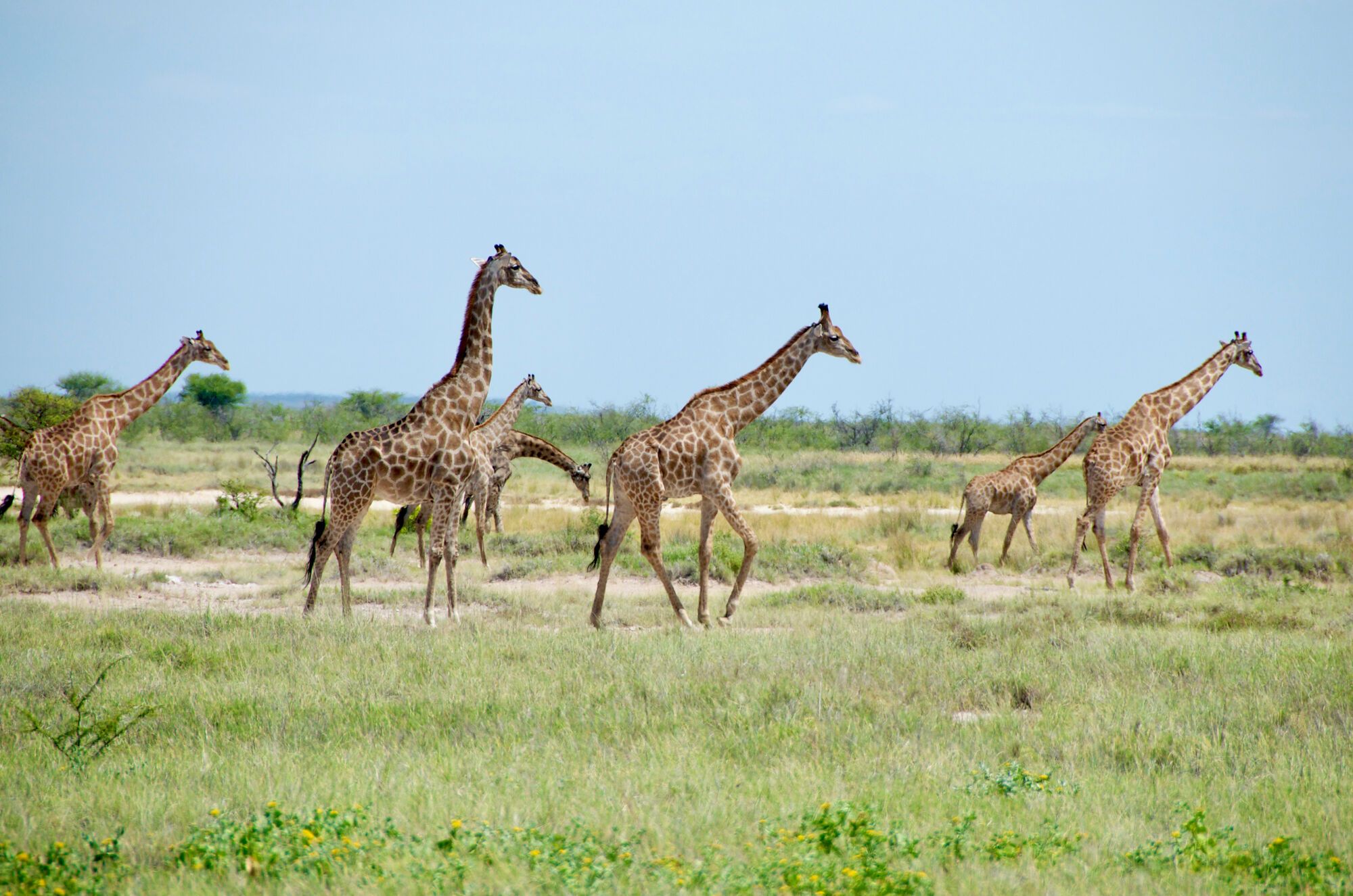 Retour à Etosha