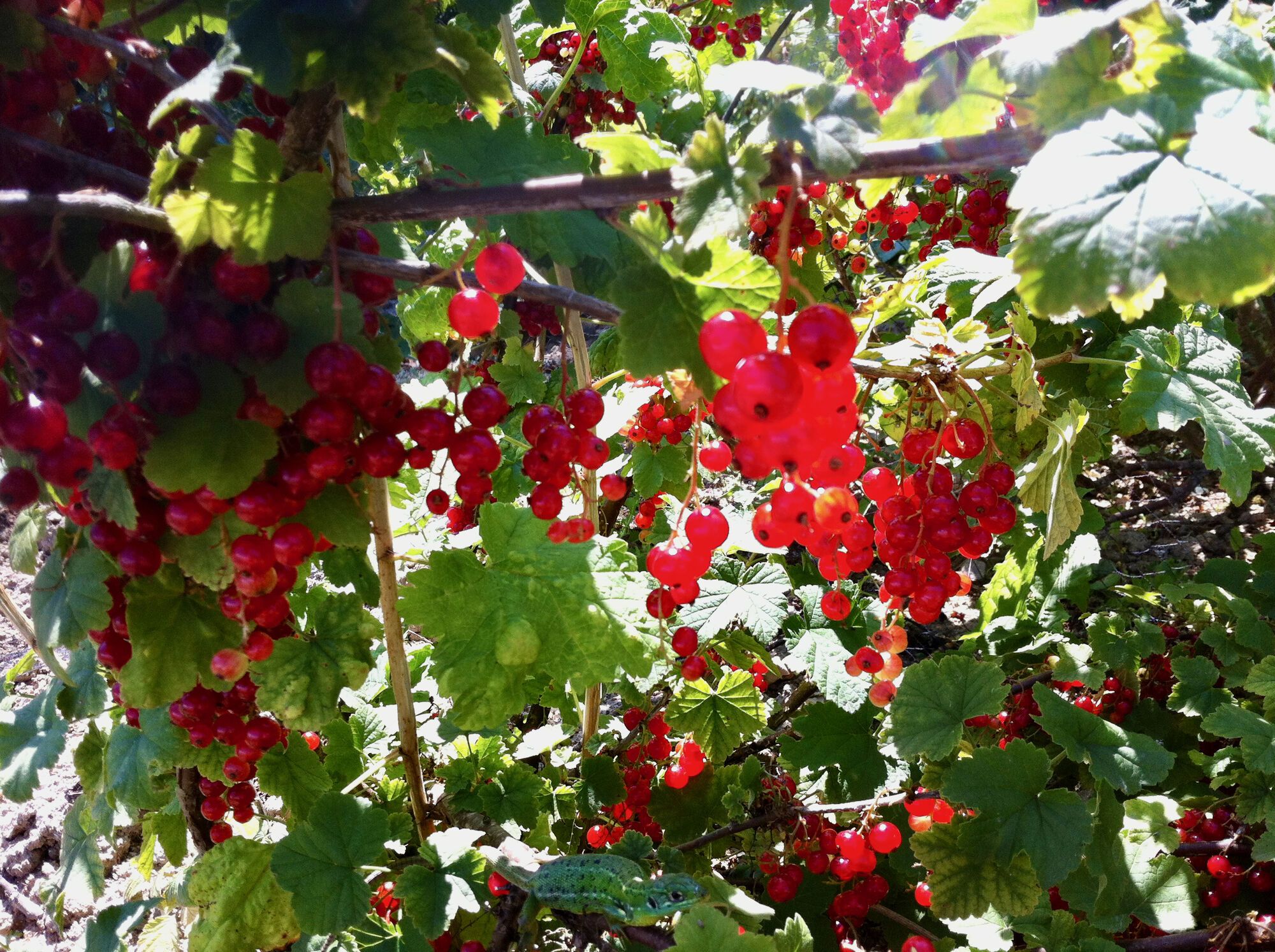 Fruits rouges