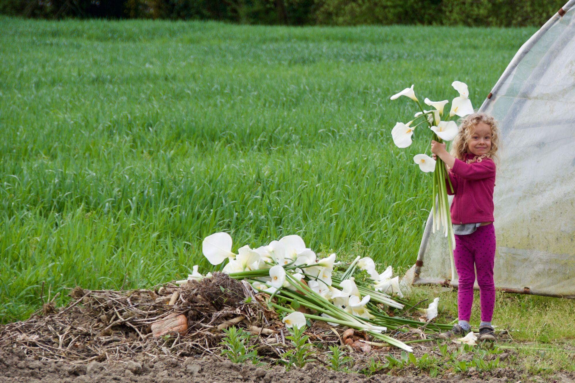 Arums