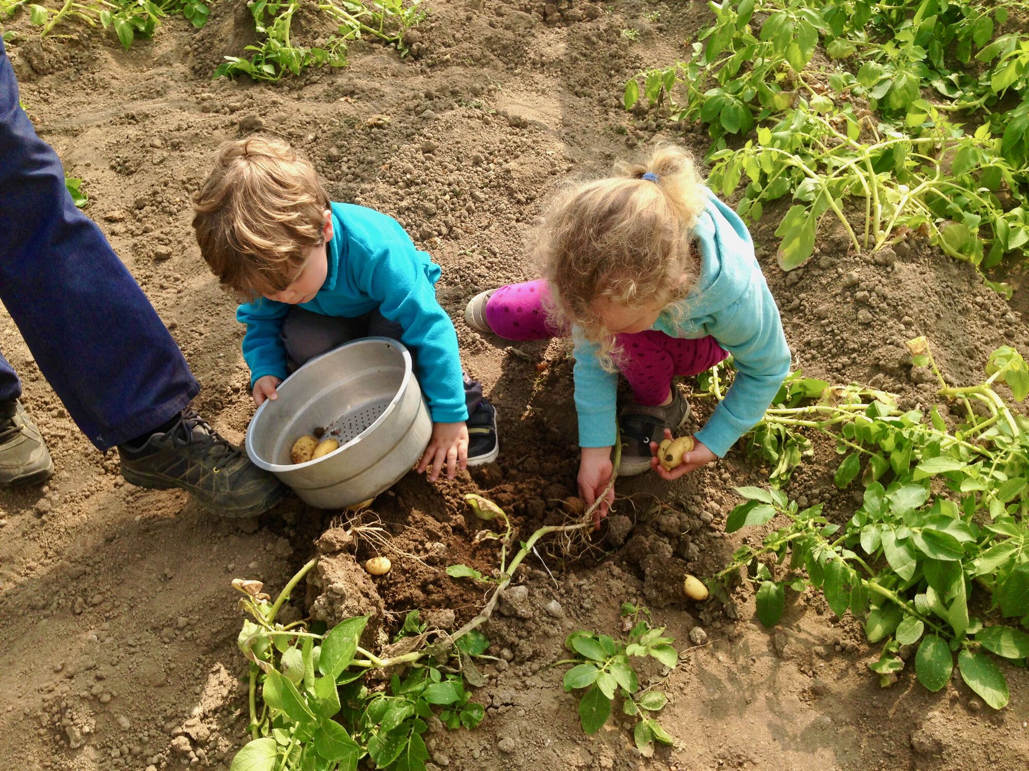 Du jardin au marché