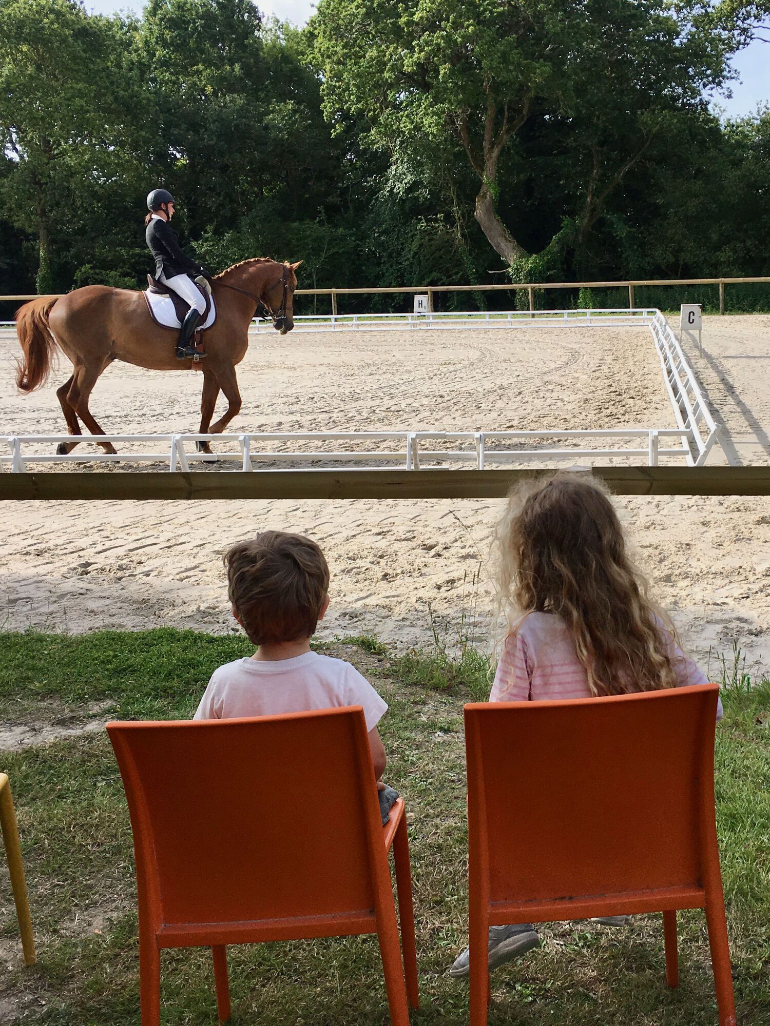 Chevaux et fleurs des champs