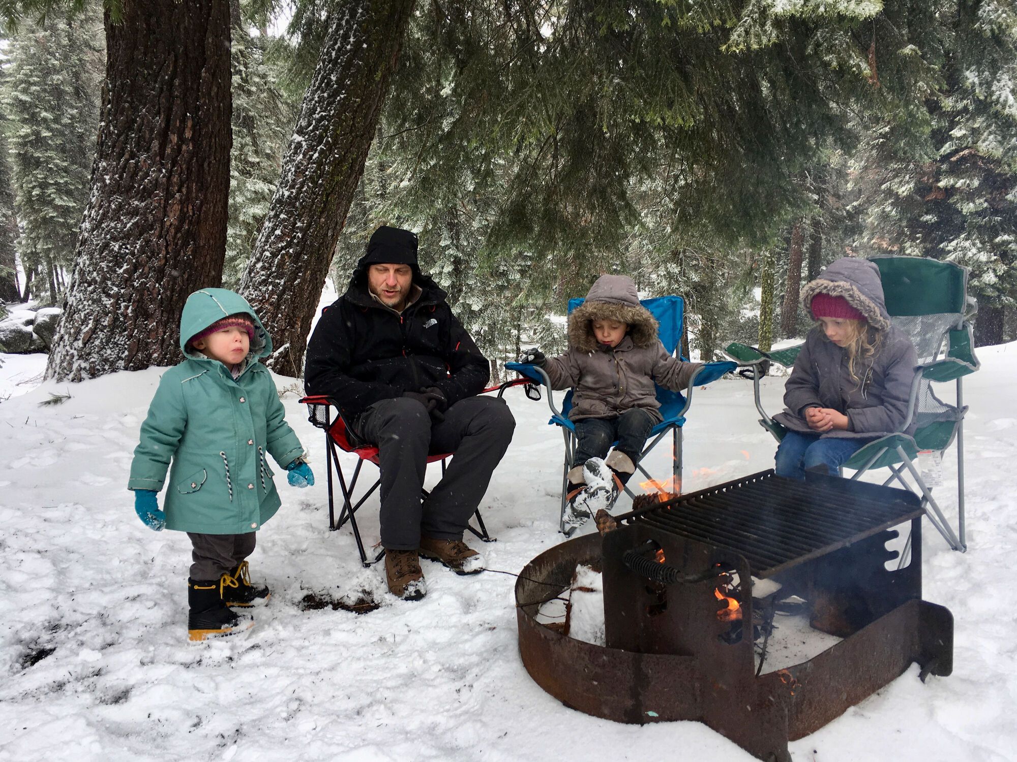 Séquoias sous la neige