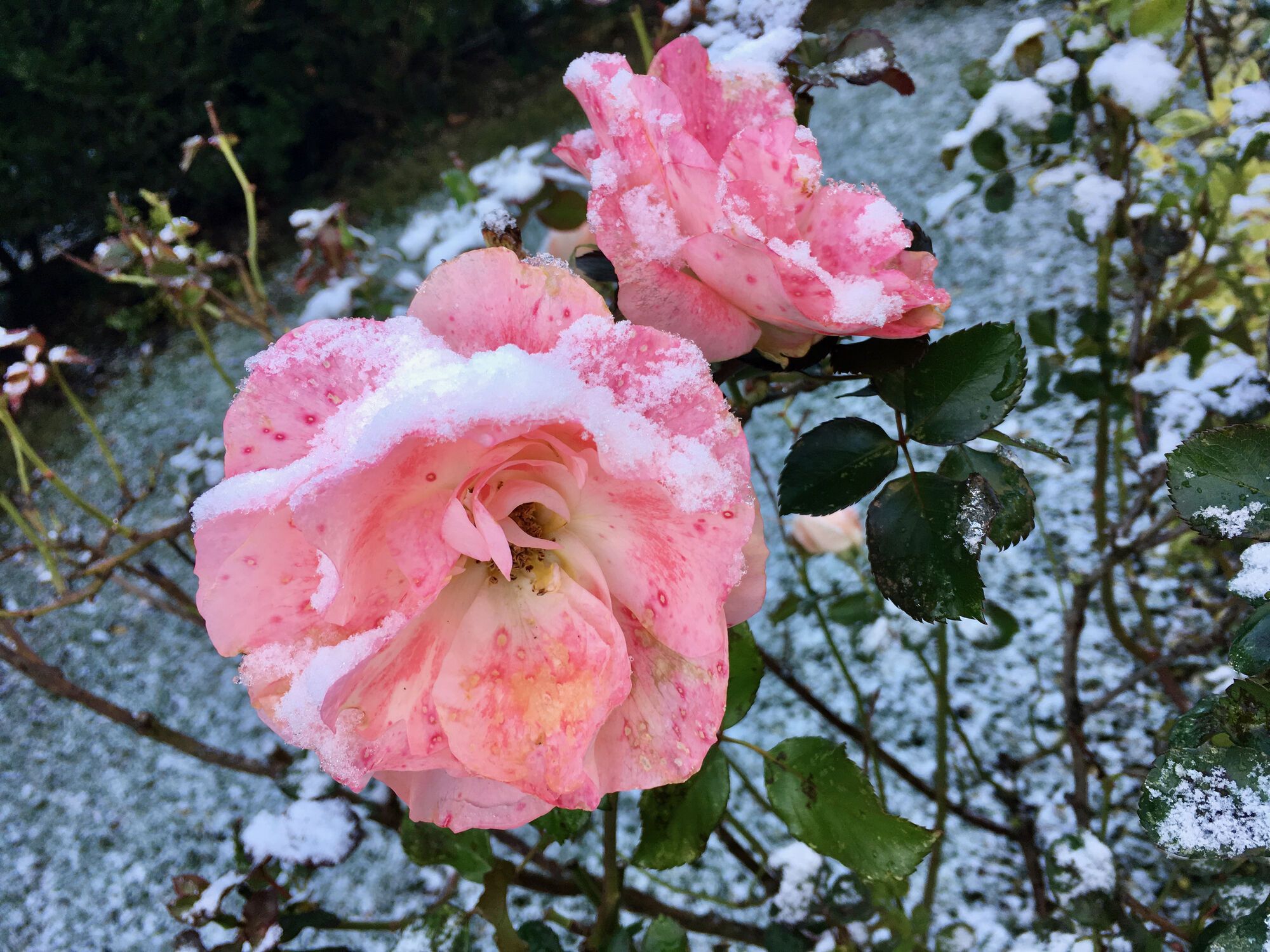 Roses des Neiges