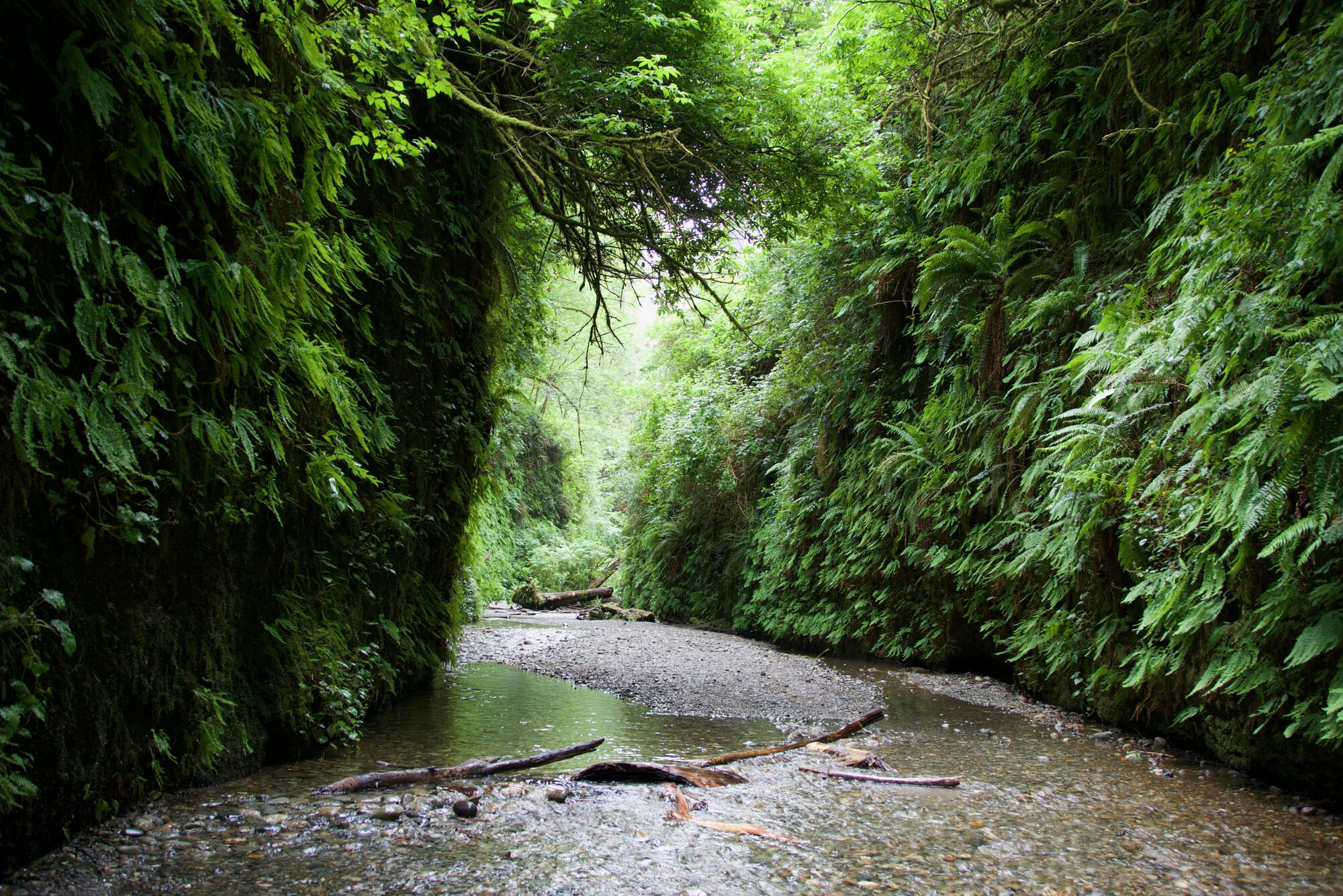 Gros arbres et fougères
